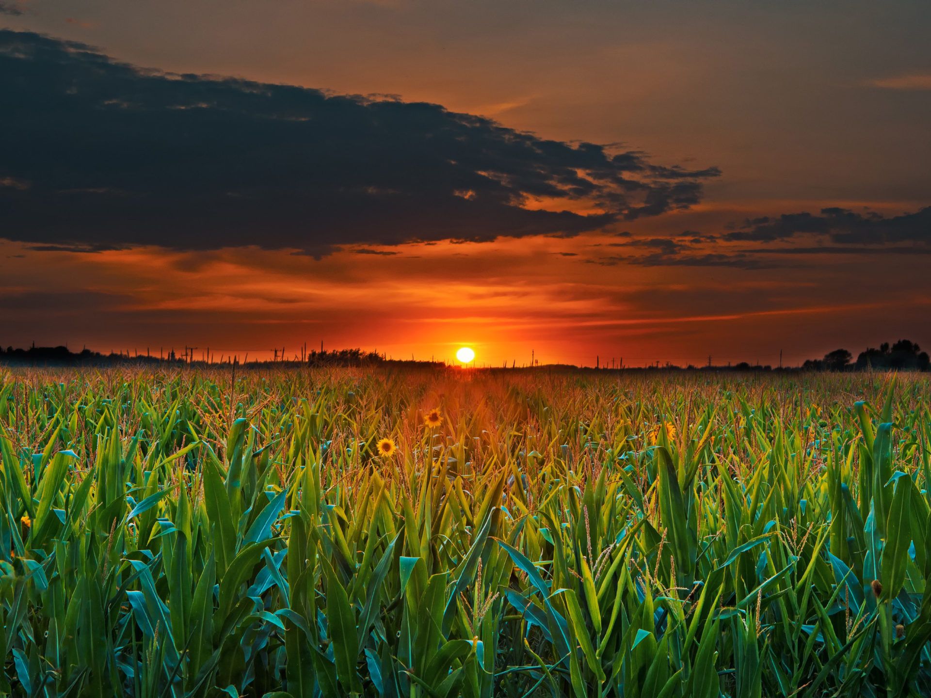 Sunset Green Field With Corn Dark Clouds 4k Ultra HD Desktop Wallpaper For Computers Laptop Tablet And Mobile Phones 3840x2400, Wallpaper13.com