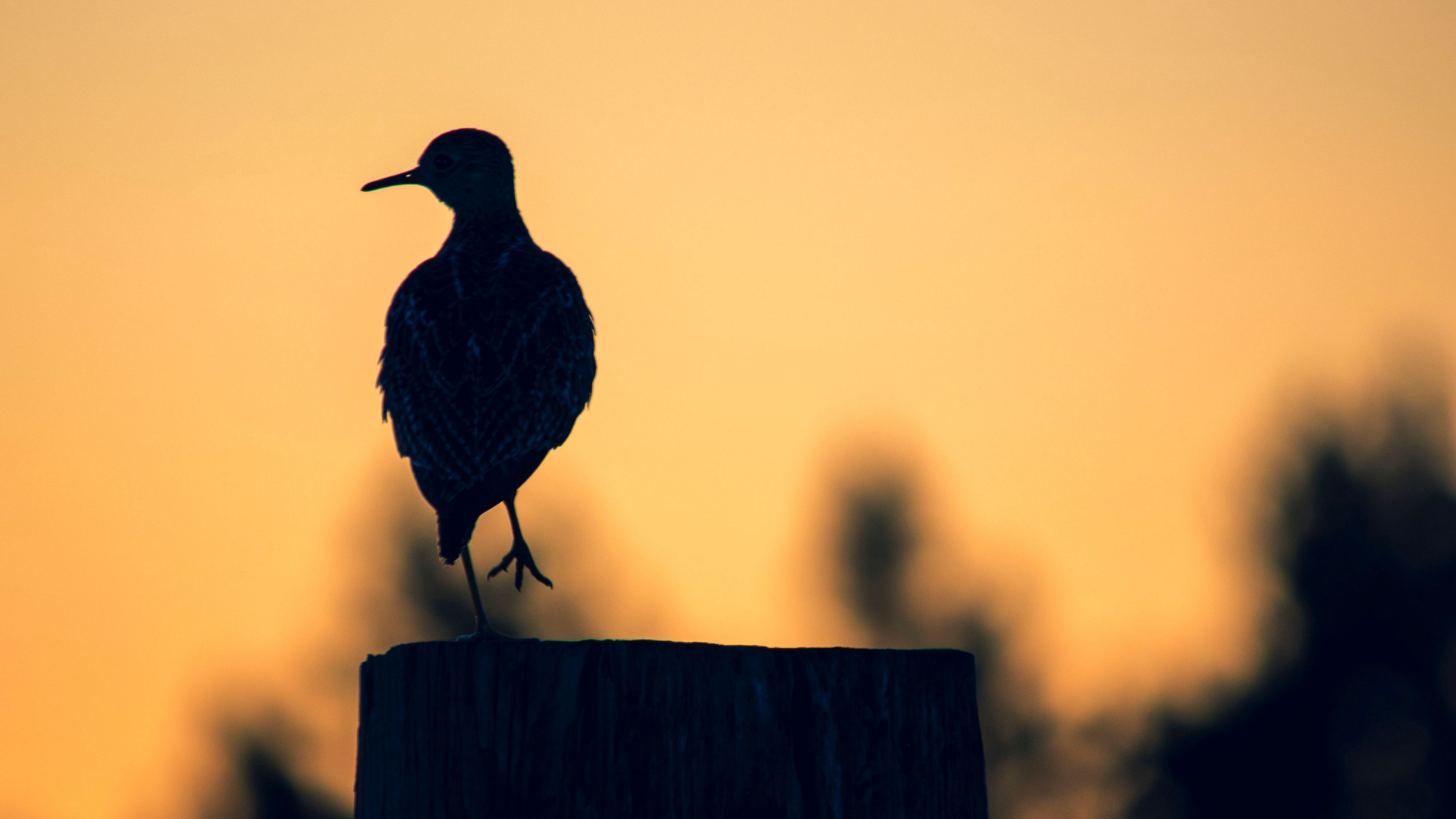 Black Background Bird Wallpaper