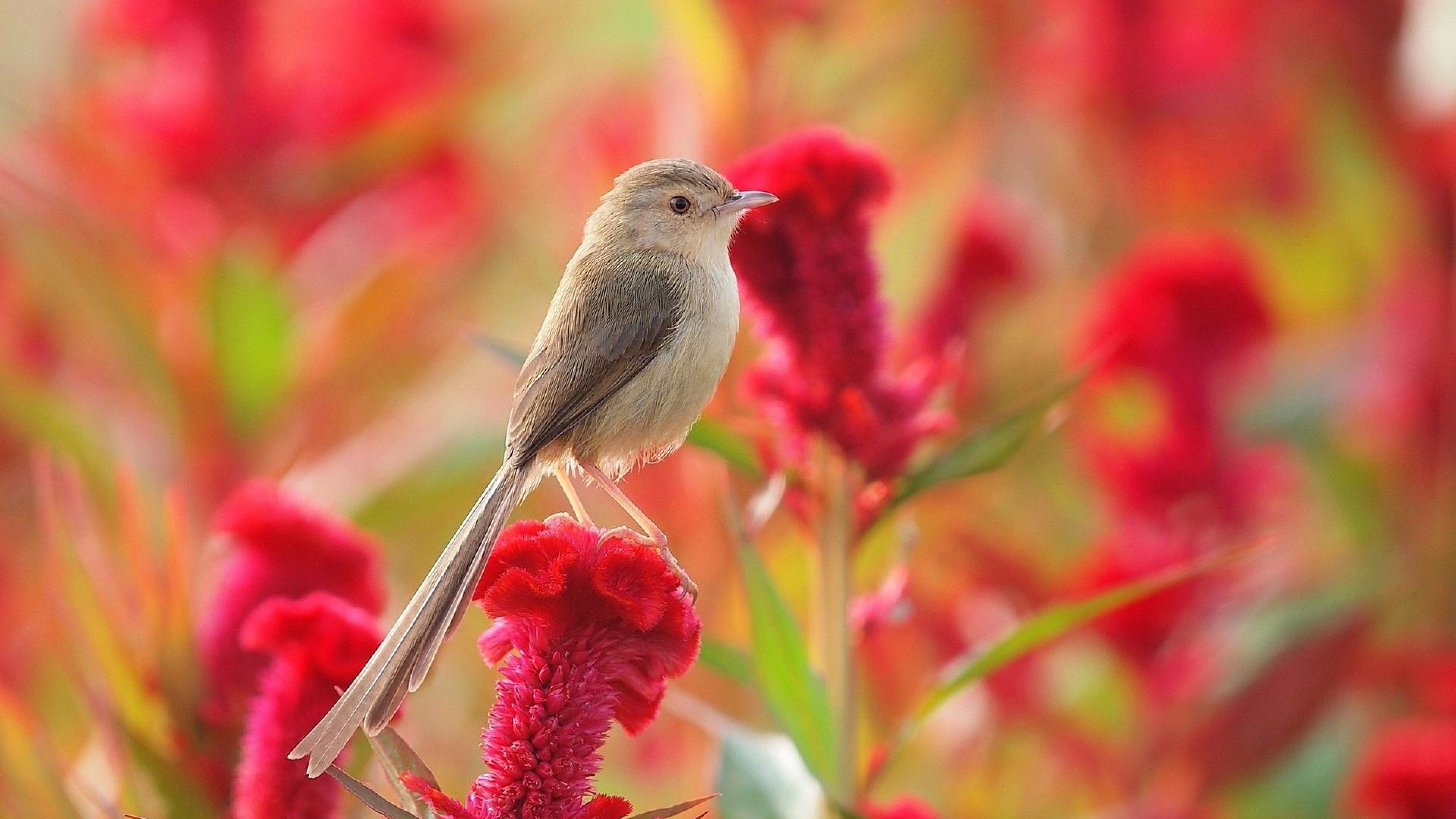 Flowers and Birds Wallpaper for Desktop and Mobile 4K Ultra HD