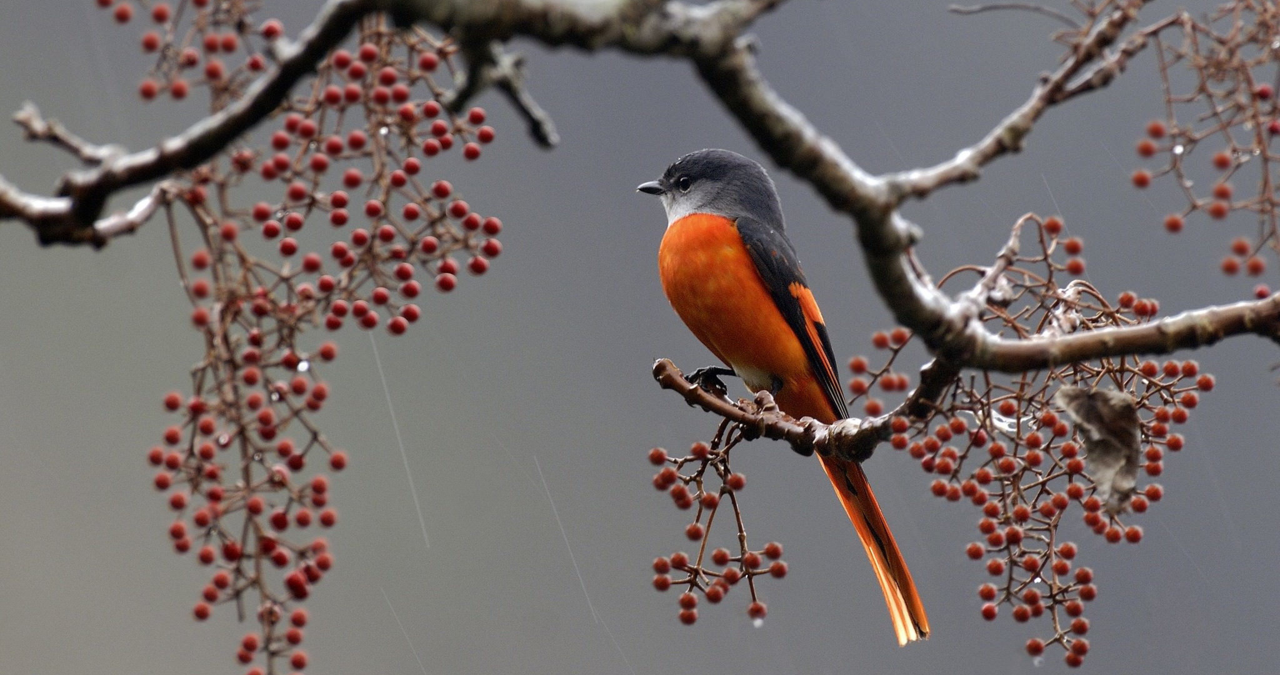 bird on branch with barries 4k ultra HD wallpaper. Beautiful birds, Bird, HD wallpaper