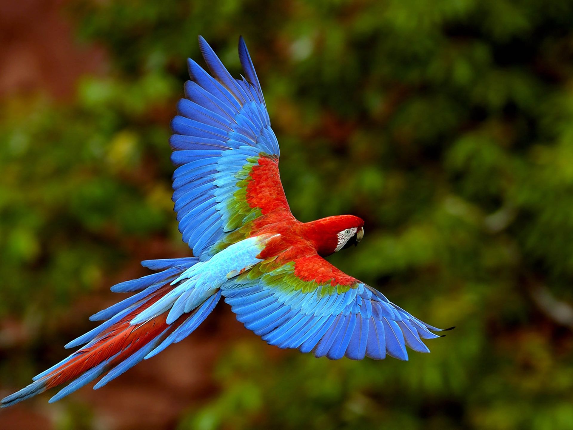 Bird In Flight Wings Macaws Long Tailed Parrots Colorful Birds 4k Ultra HD 1610 Desktop Background For Pc & Mac Laptop Tablet Mobile Phone, Wallpaper13.com