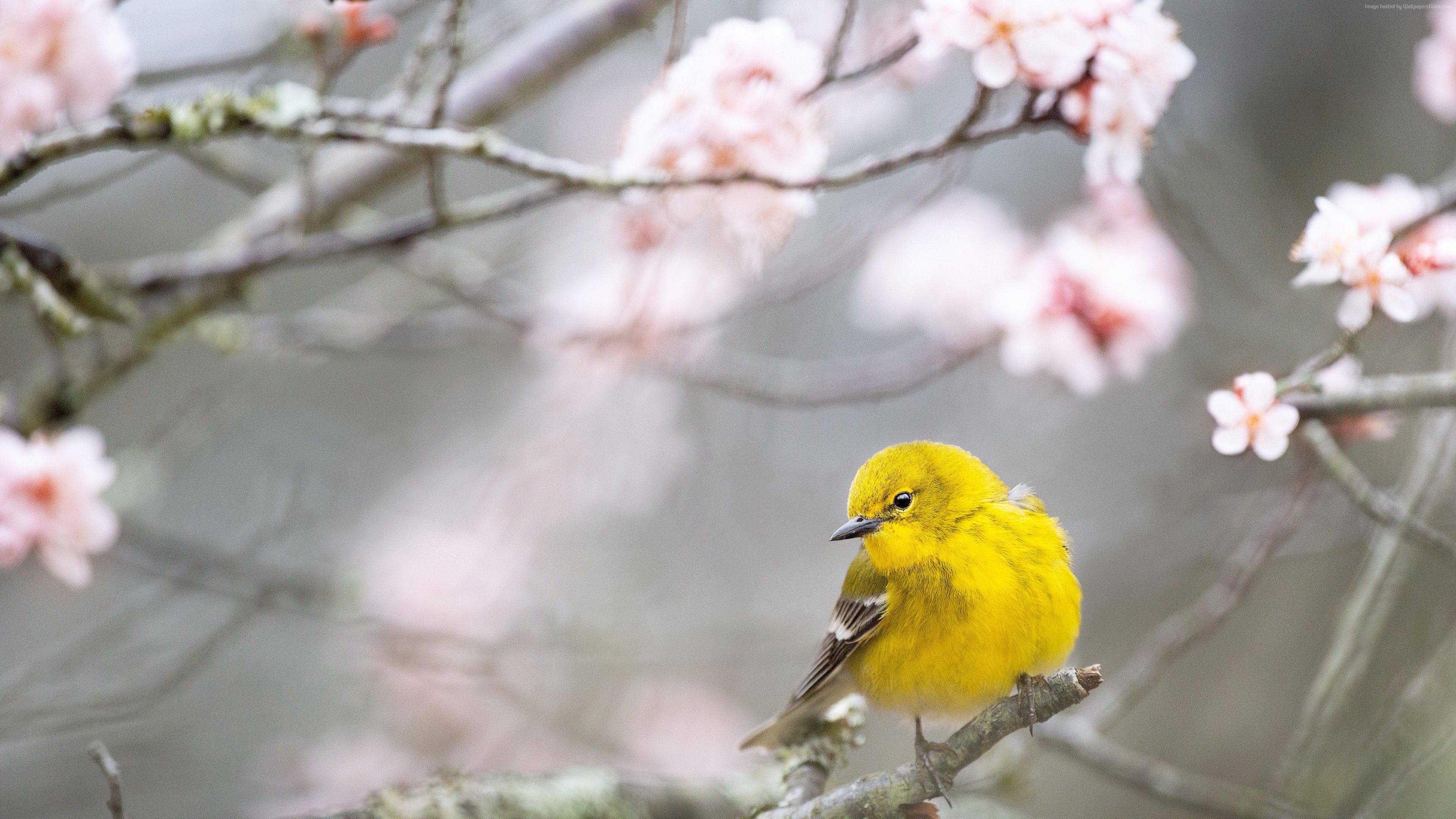 Wallpaper Pine Warbler, Bird, Yellow, 4k, Animals Wallpaper Of Beautiful Birds For Pc