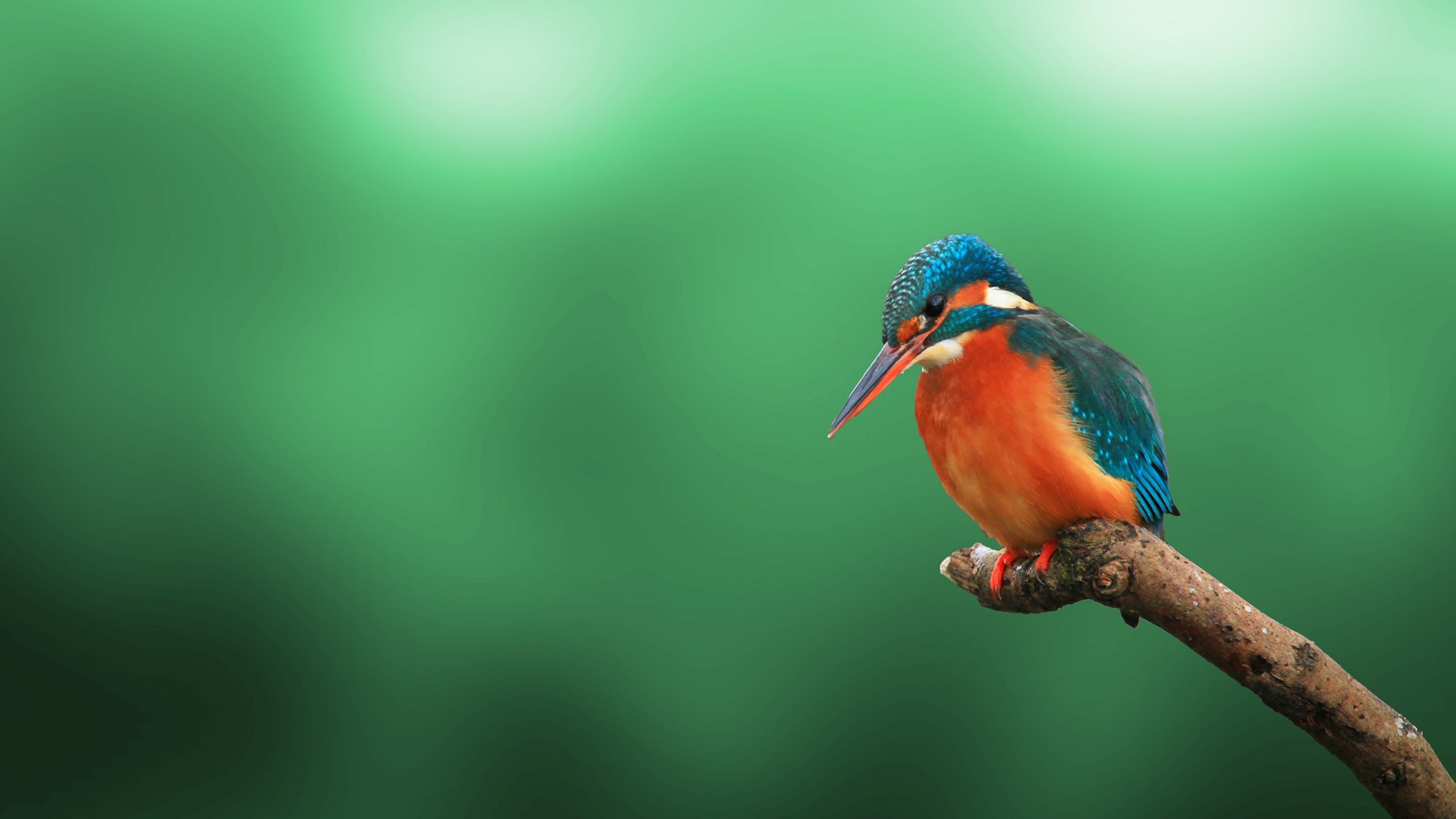 Kingfisher Bird 4K HD Wallpaper 4K Ultra HD