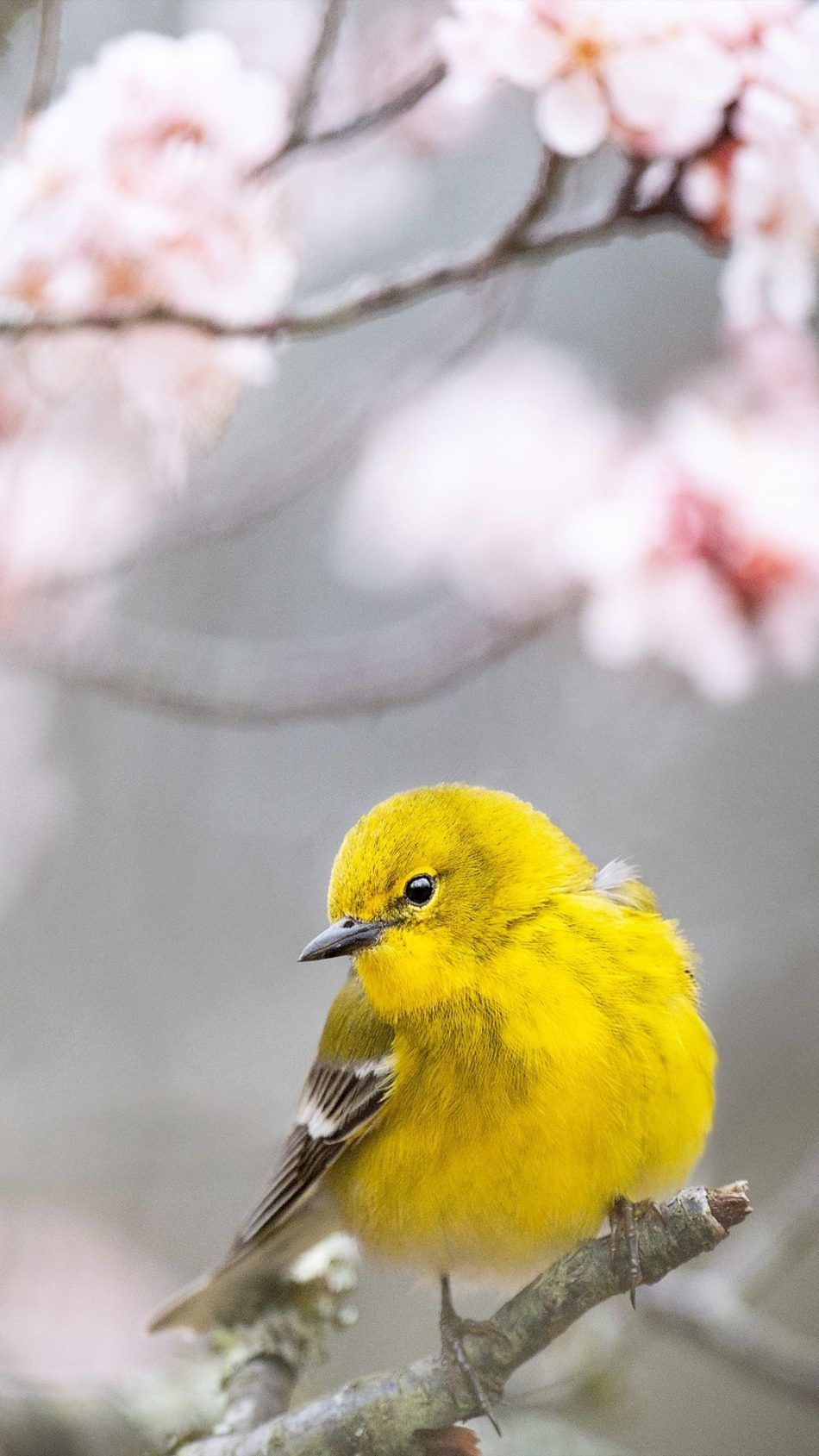 Yellow Birds Wallpapers Wallpaper Cave