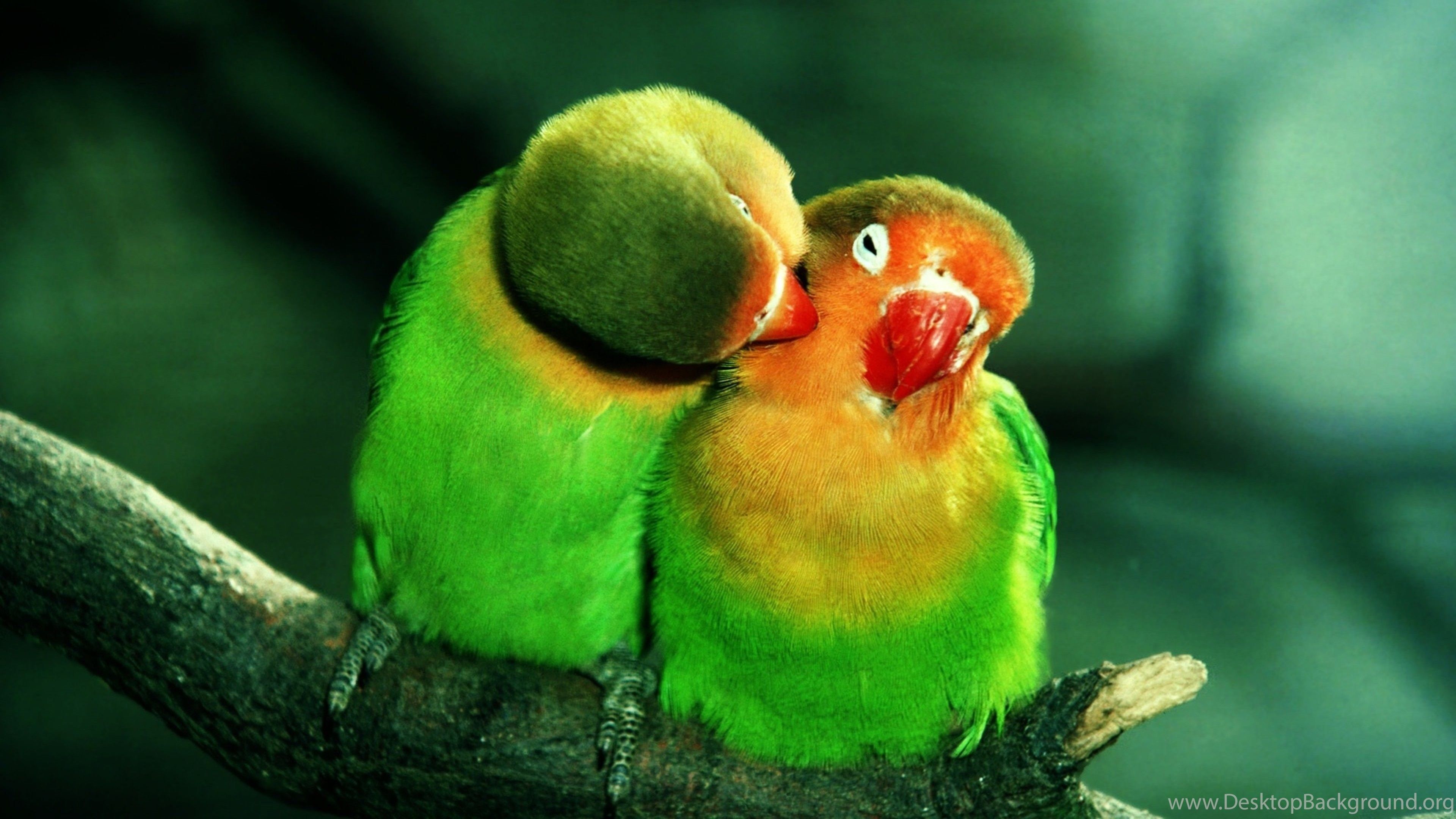 Birds Love Of Green Parrot Birds Wallpaper HD Free Download Desktop Background
