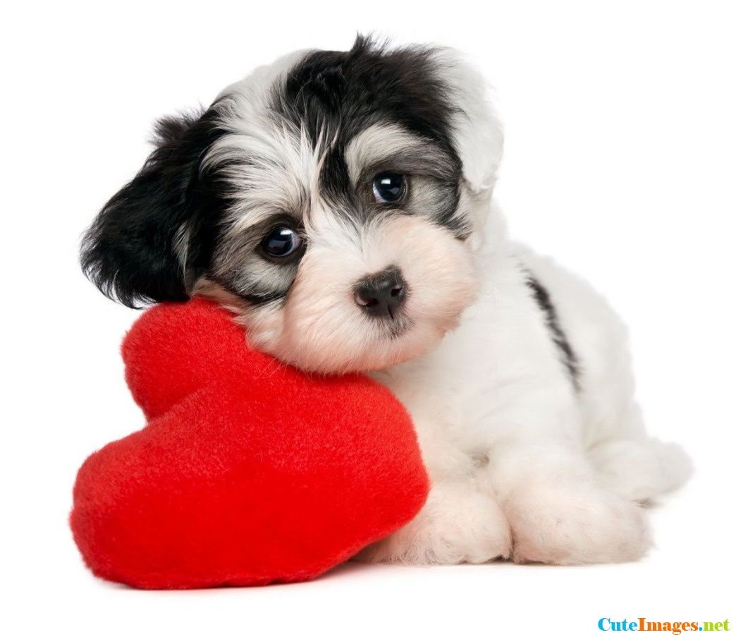 Puppy Love Net Screensaver And Wallpaper Full HD For Baby Animals Valentines Day HD Wallpaper