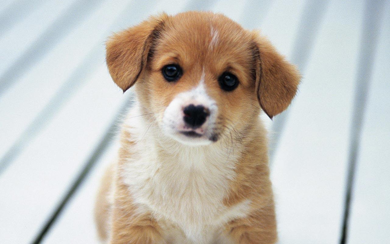 Puppy Live Wallpaper for Android