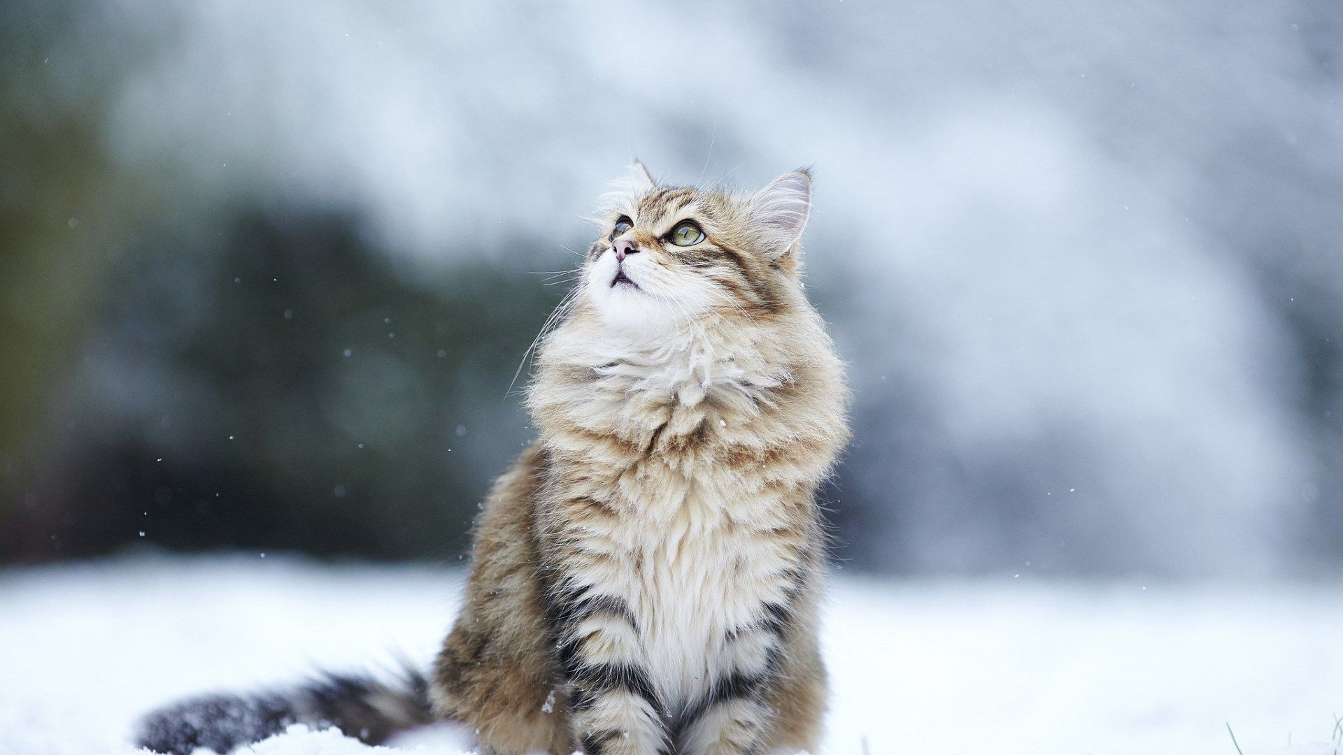 Waiting For Again Snow Falling [1920x1080]. Fluffy cat, Cats, Cat wallpaper
