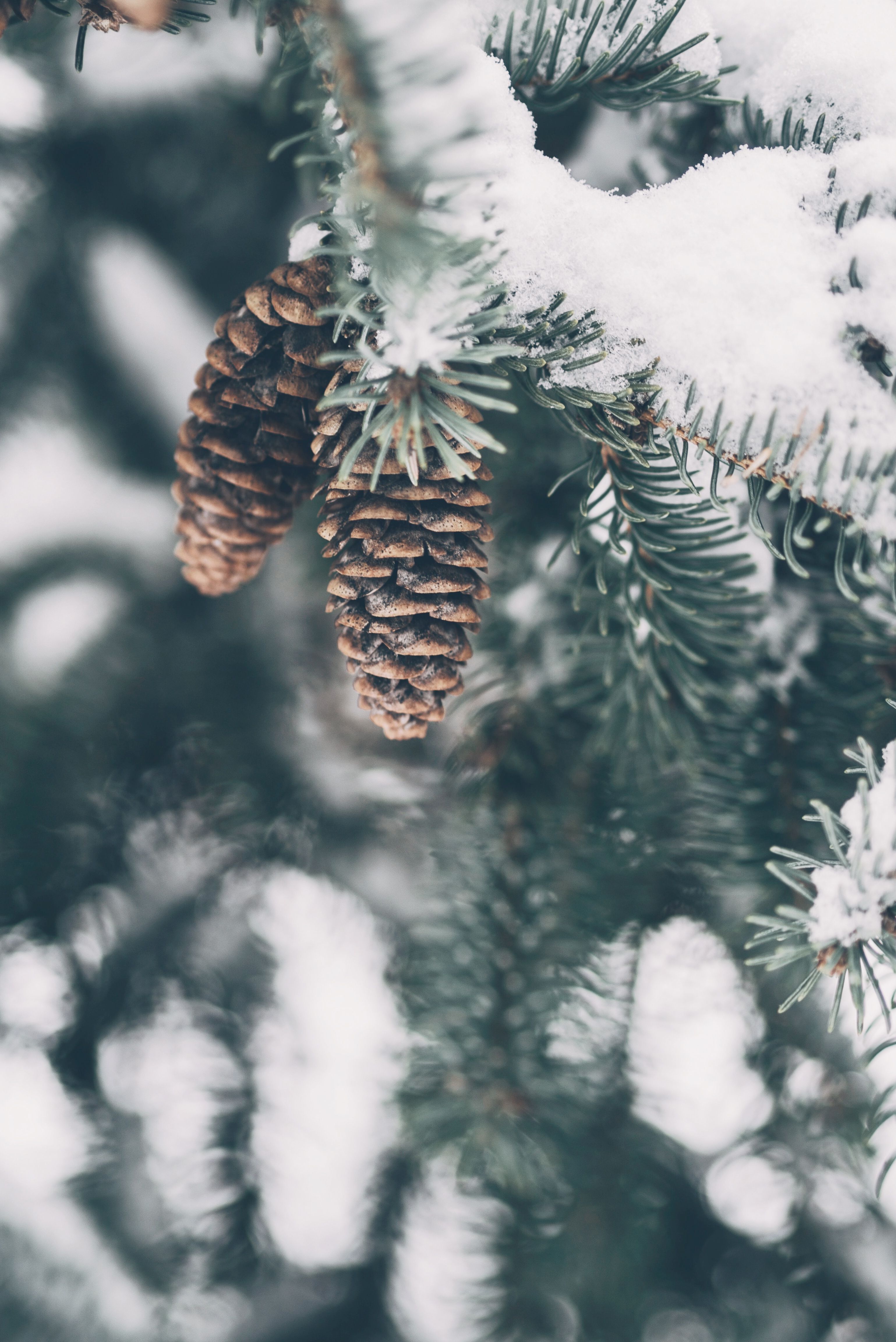 Pine Cones In Tree Wall Art, Rustic Cabin Decor, Pinecone Print, Large Printable Poster, Instant Download, Scandinavian Decor Christmas. iPhone wallpaper winter, Winter wallpaper, Wallpaper iphone christmas