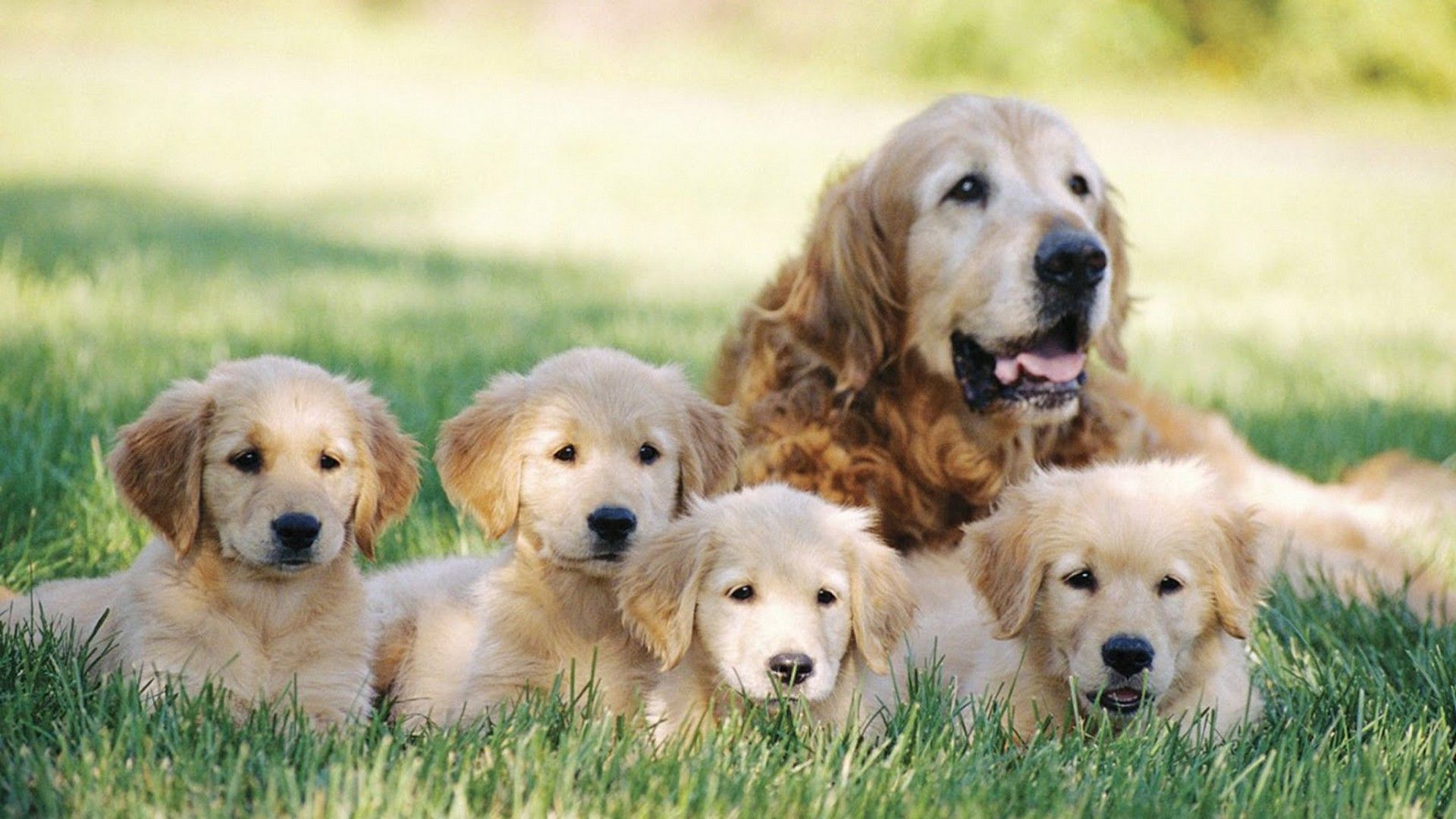 Puppies Background Wallpaper HD Live Wallpaper HD