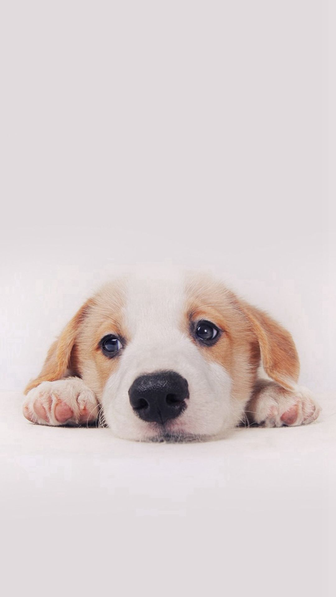 Cute Puppy Dog Pet IPhone 8 Wallpaper 2022