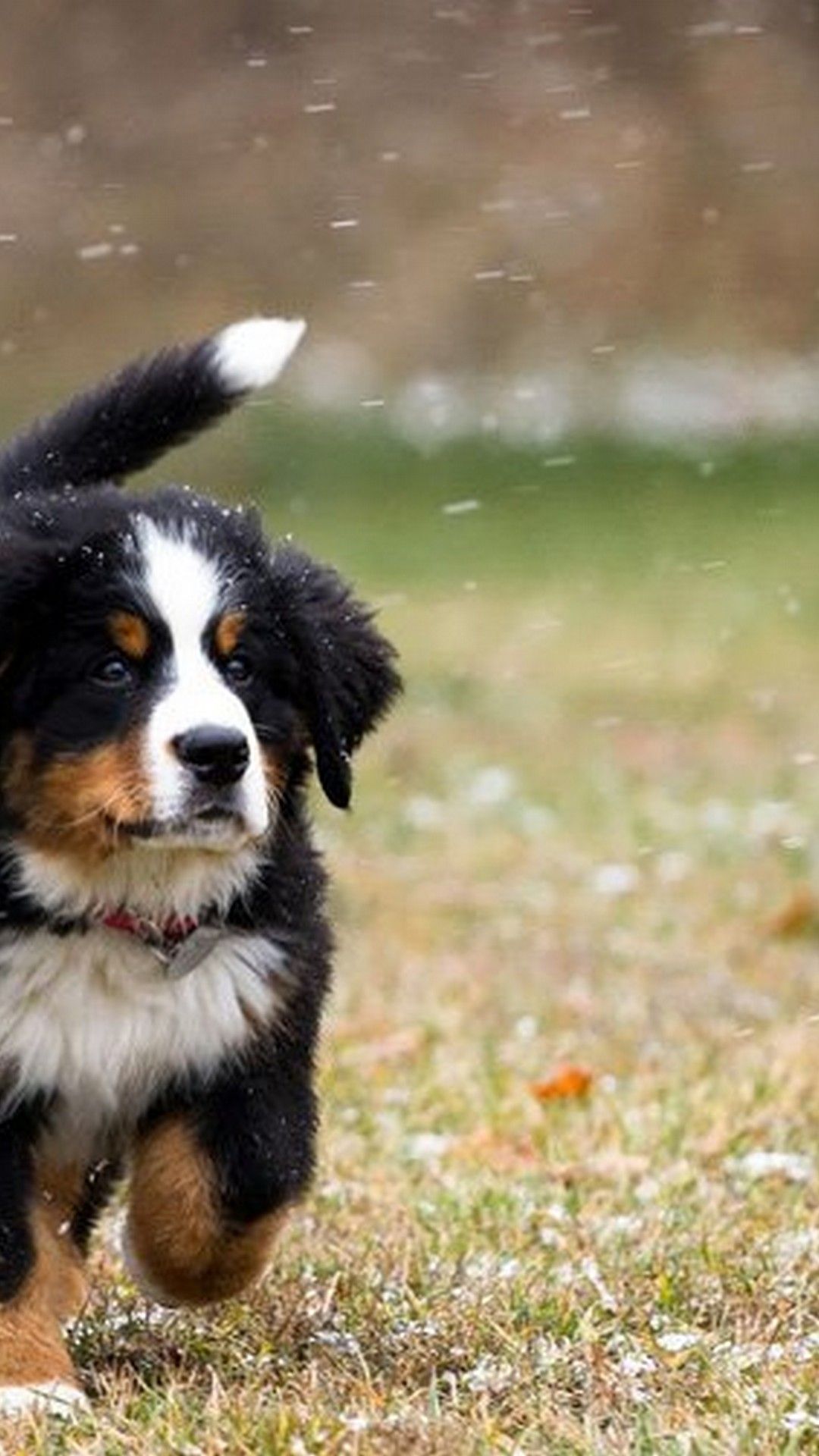 Android Wallpaper Cute Puppies Picture Android Wallpaper