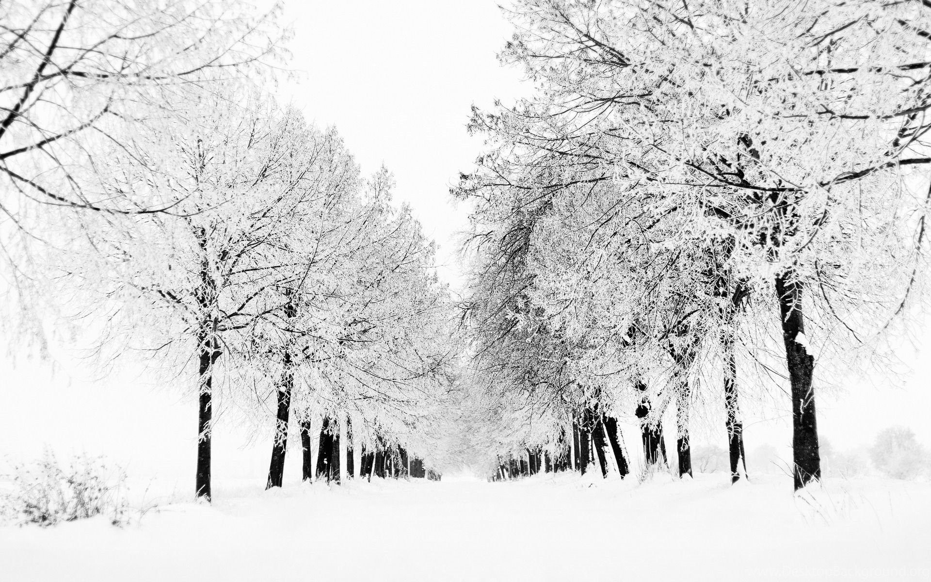 White Winter Trees Windows 8.1 Theme Desktop Background