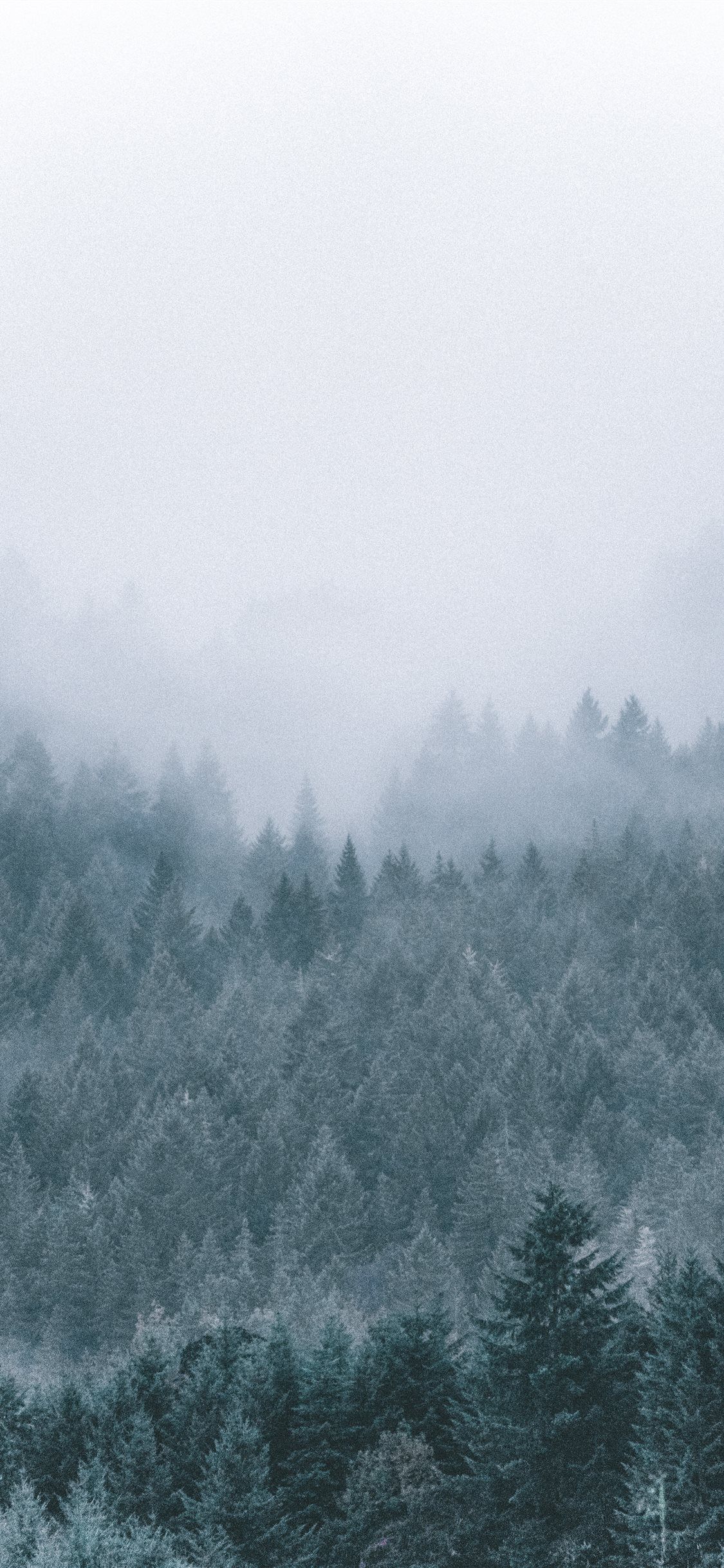 foggy icy green pine trees scenery Wallpaper. Tree wallpaper iphone, Tree mountain wallpaper, Tree scenery wallpaper