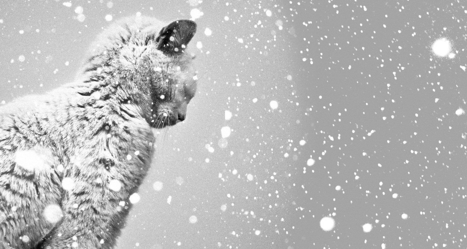 Winter Cat Wallpaper Free Winter Cat Background