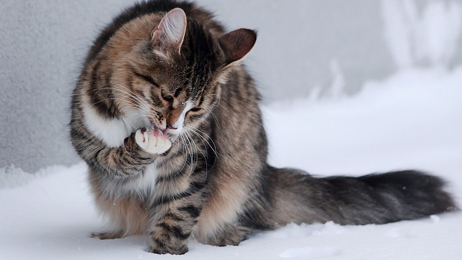 Free download Cat wallpaper with a cat sitting in the snow HD winter wallpaper [1600x1000] for your Desktop, Mobile & Tablet. Explore Winter Kitten Wallpaper. Computer Wallpaper Background Winter