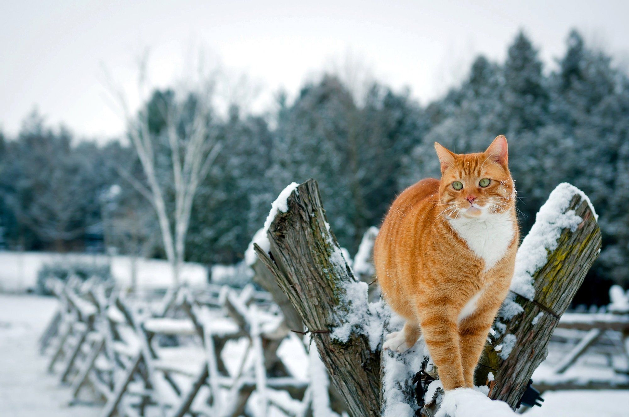 winter, Cat, Snow, Red, Cat, Fence ...wallup
