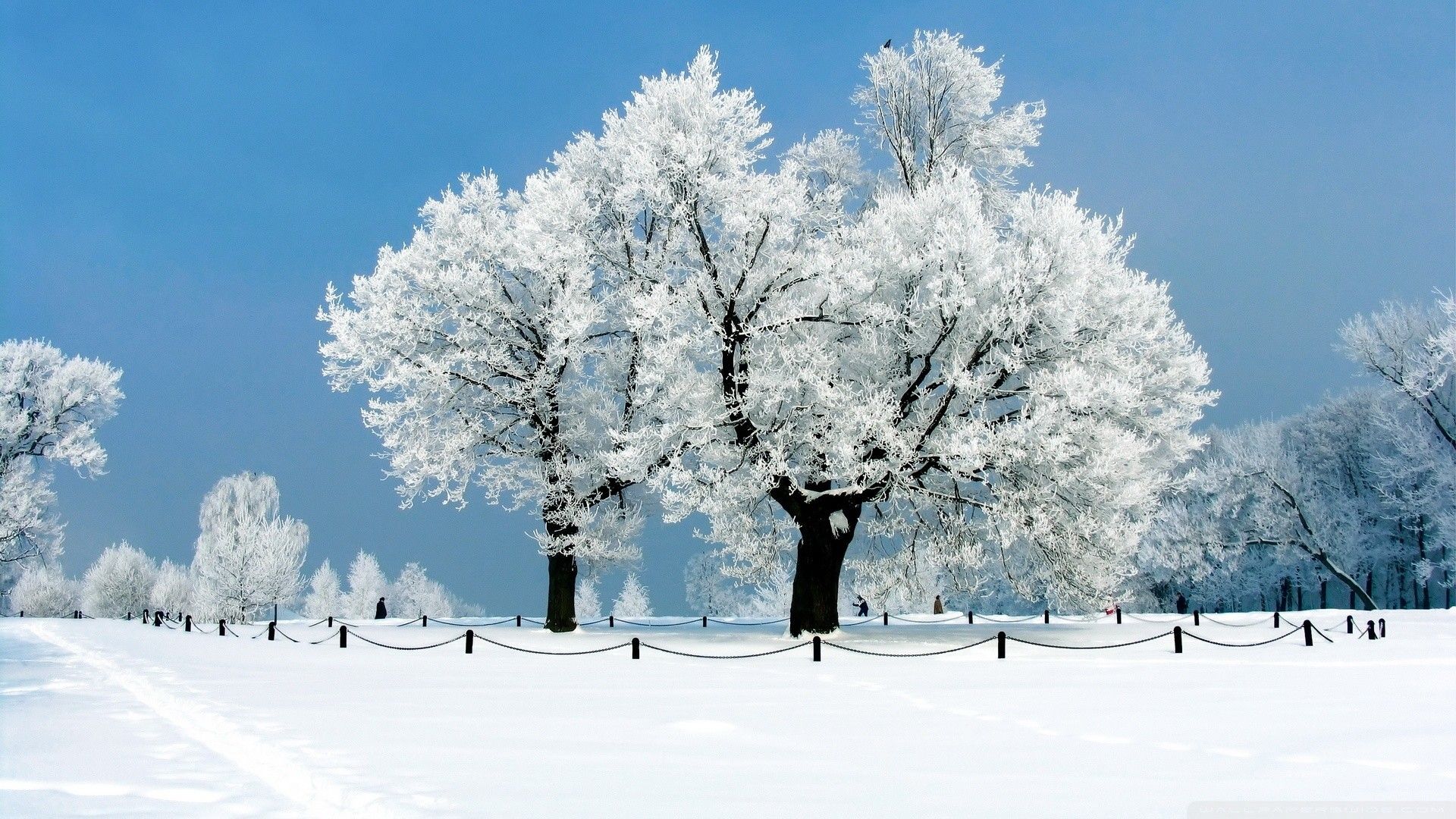 Winter Tree Wallpaper