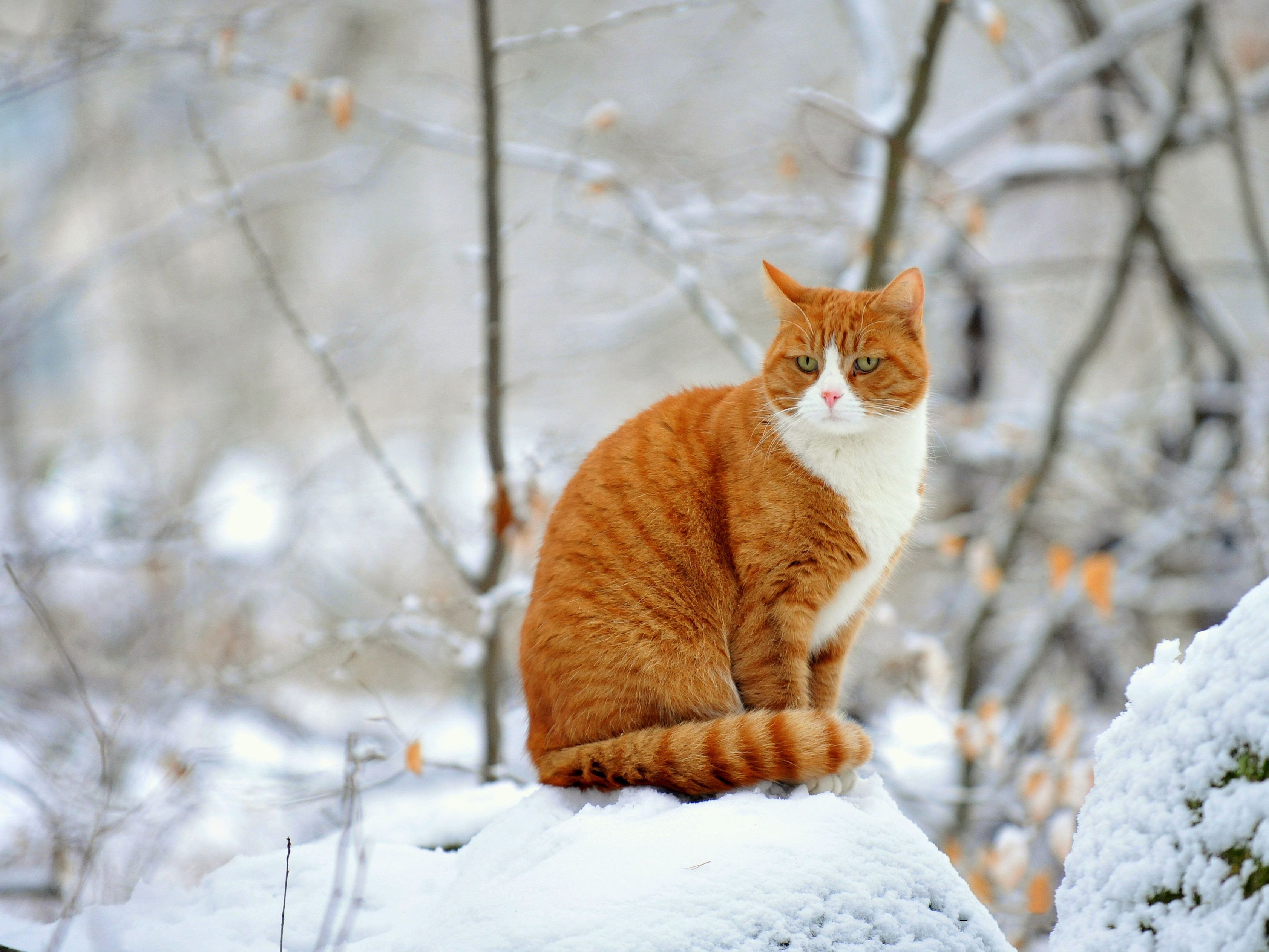 Winter Cat Wallpaper