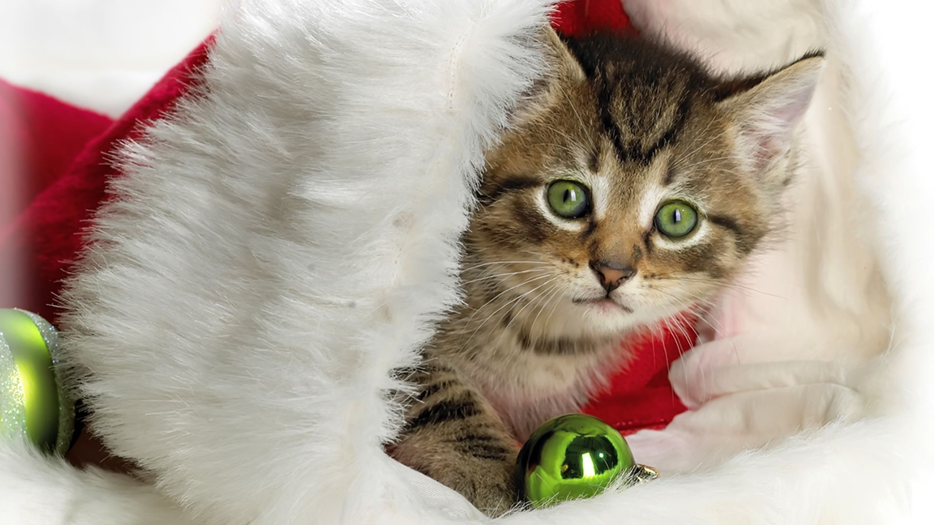 Cute Cat & Kitten Picture. Christmas kitten, Christmas cats, Christmas animals