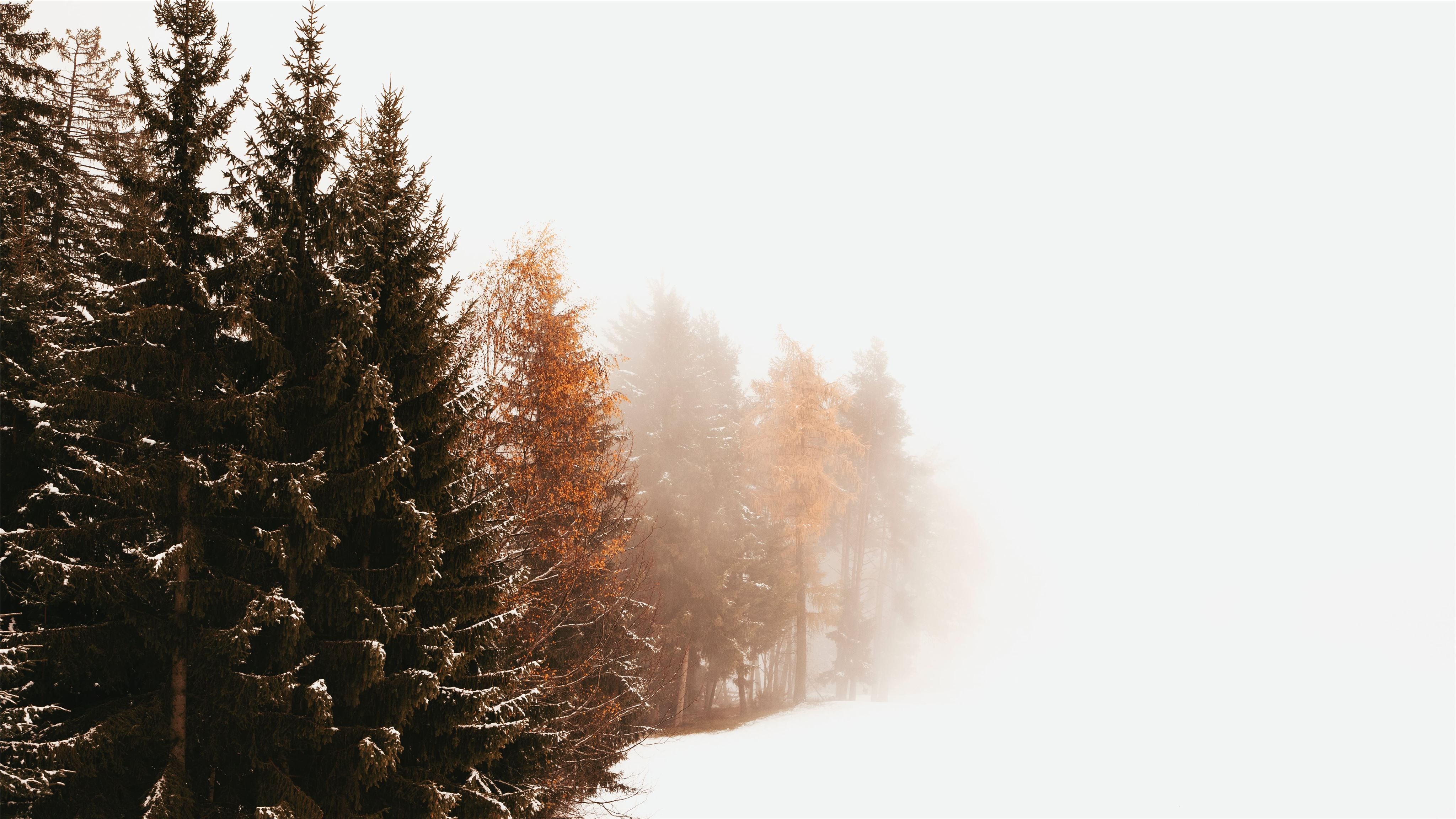 green Evergreen trees in a white snowfield MacBook Air Wallpaper Download