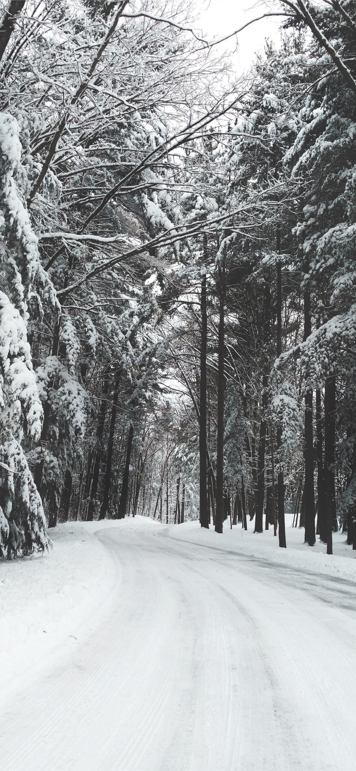 road surrounded by trees during winter iPhone X Wallpaper Free Download