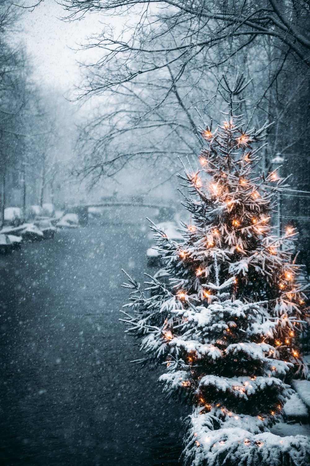 Christmas tree covered with snow photo
