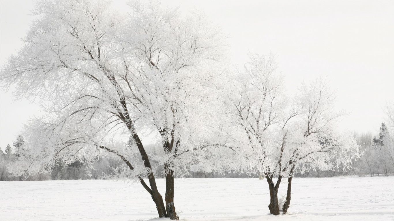 White Winter Trees Wallpaper