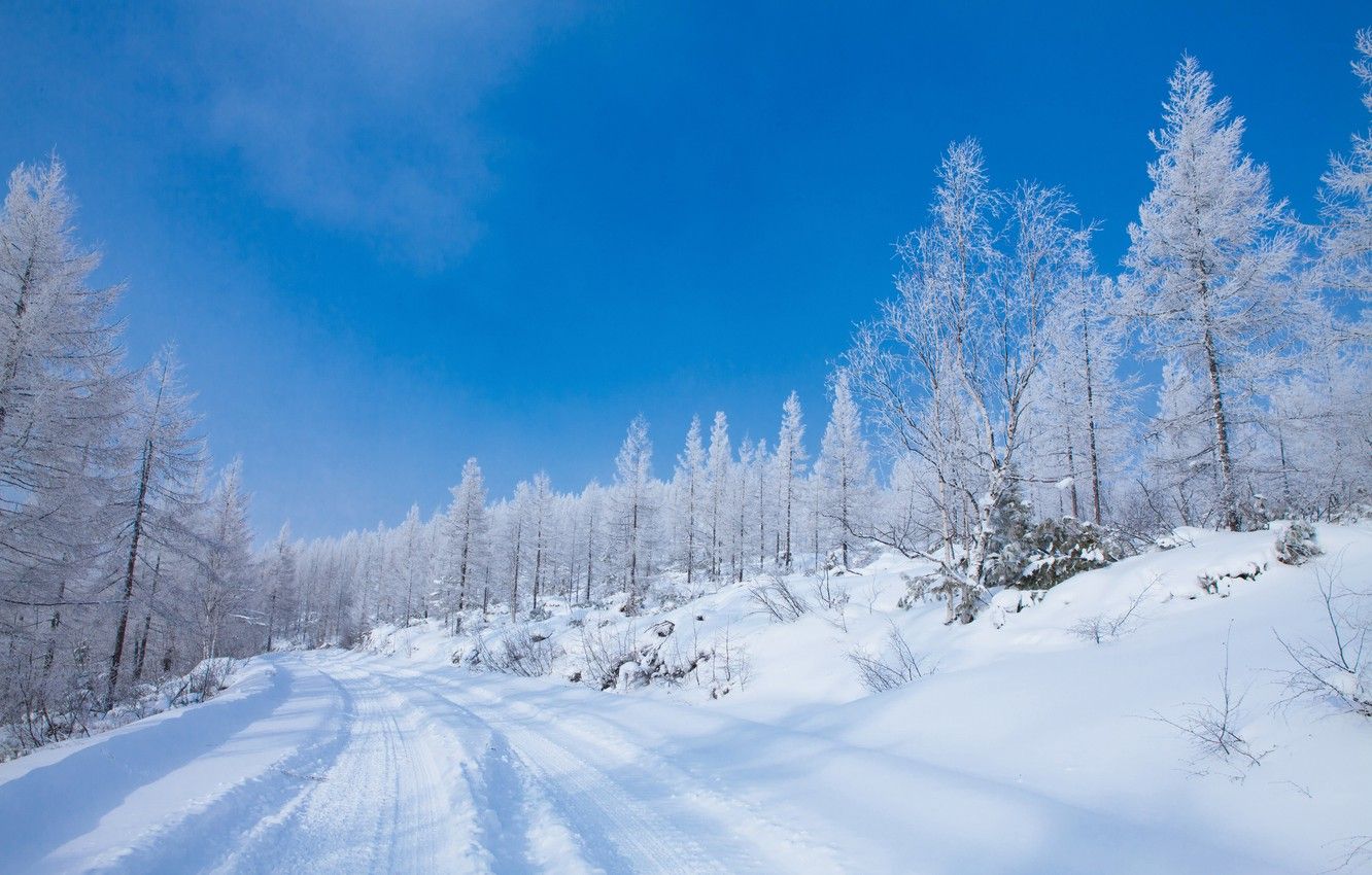 Wallpaper winter, frost, road, forest, snow, nature, blue, in the snow, dal, ate, the snow, track, white, winter, blue sky, Christmas trees image for desktop, section пейзажи