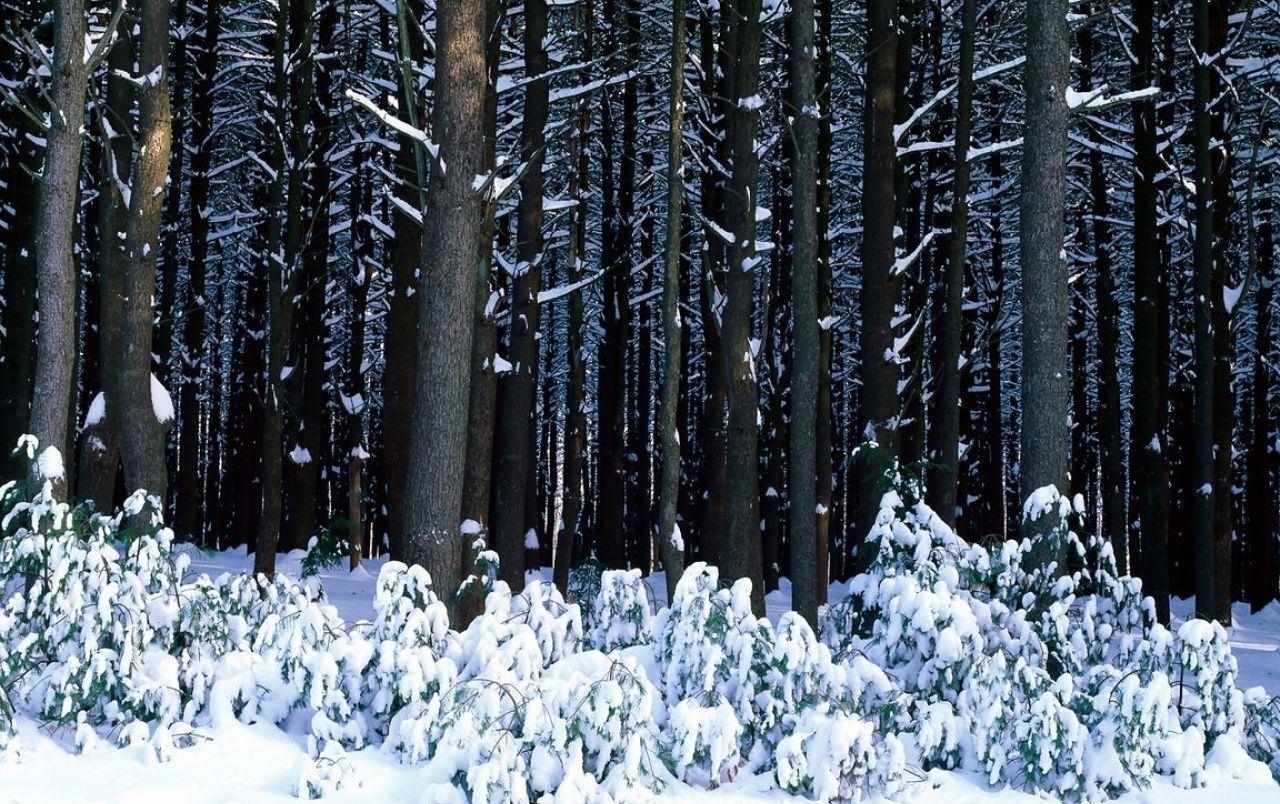 White Pine Trees Wallpaper Forest Set