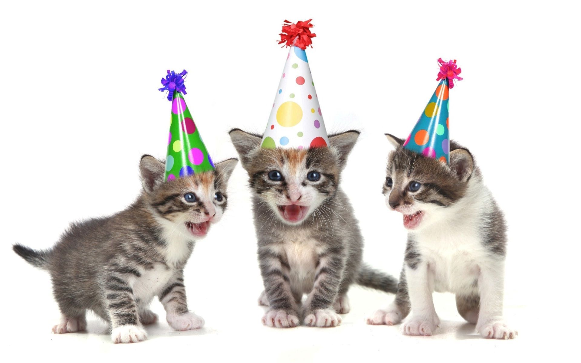 Funny Happy Birthday Wallpaper. Cat themed parties, Cat birthday party, Cat themed birthday party