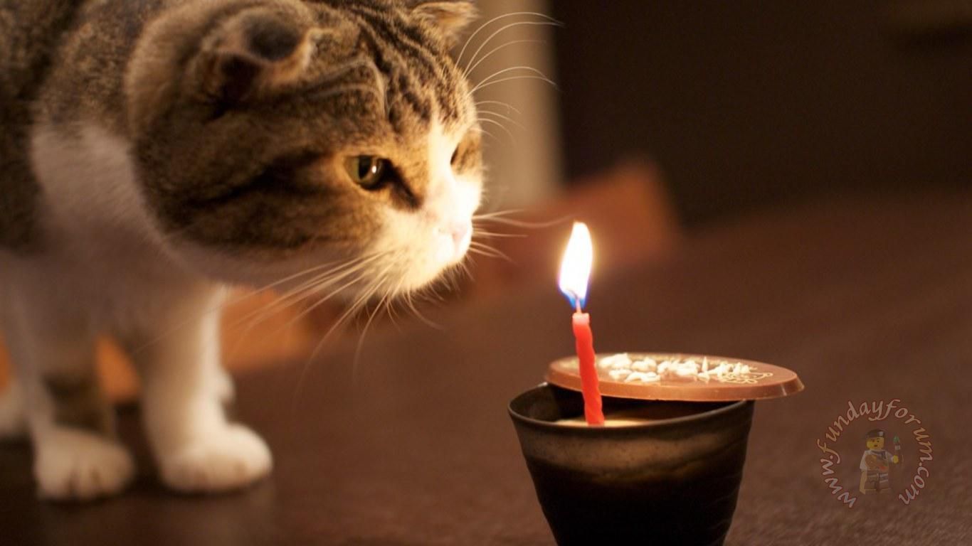 Download Cats Laughing Cat Funny Cats Wallpaper Full HD Wallpaper 1920×1080 Funny Cat Pic Wallpaper 50 Wall. Happy birthday cat, Cat birthday, Cat celebrating
