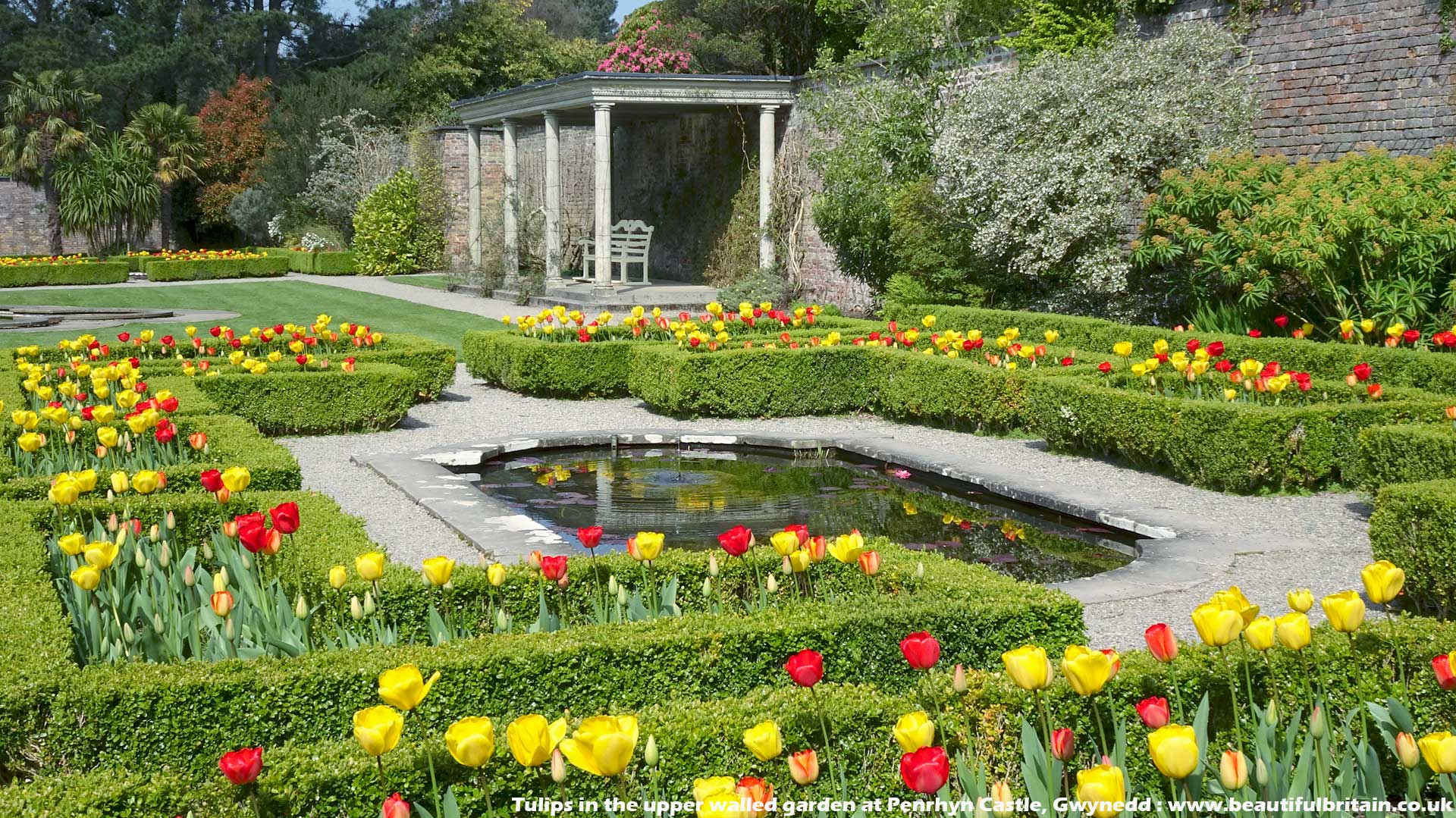 Tulips In The Upper Walled Garden At Penrhyn Castle Wallpaper & Background Download