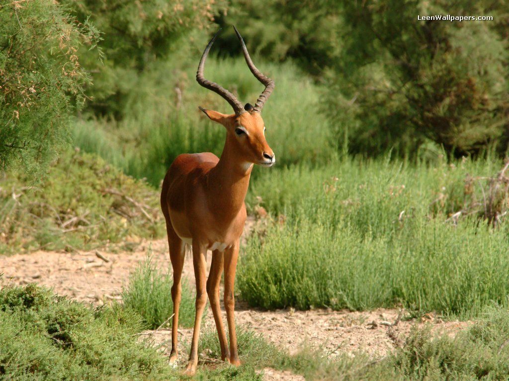 Impala Antelope. African animals, Animal wallpaper, Animals image