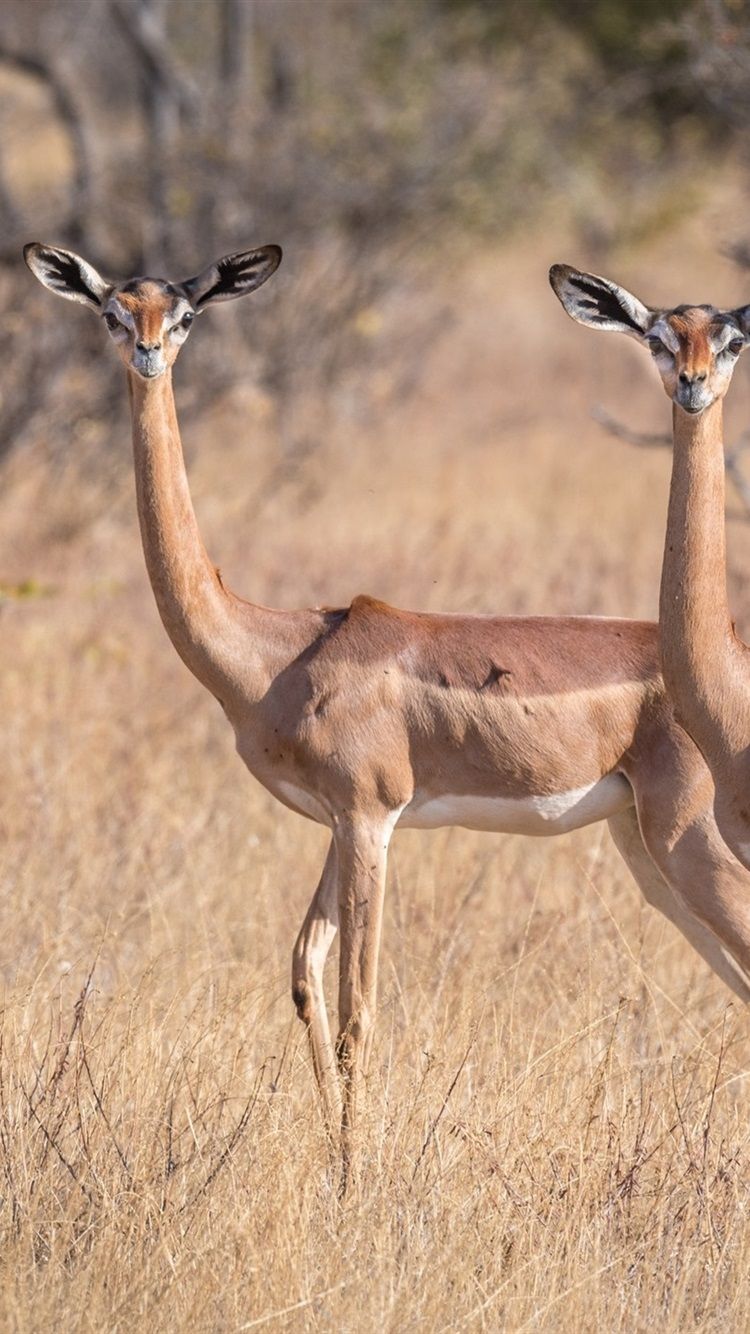 Wallpaper Antelope, African 1920x1440 HD Picture, Image