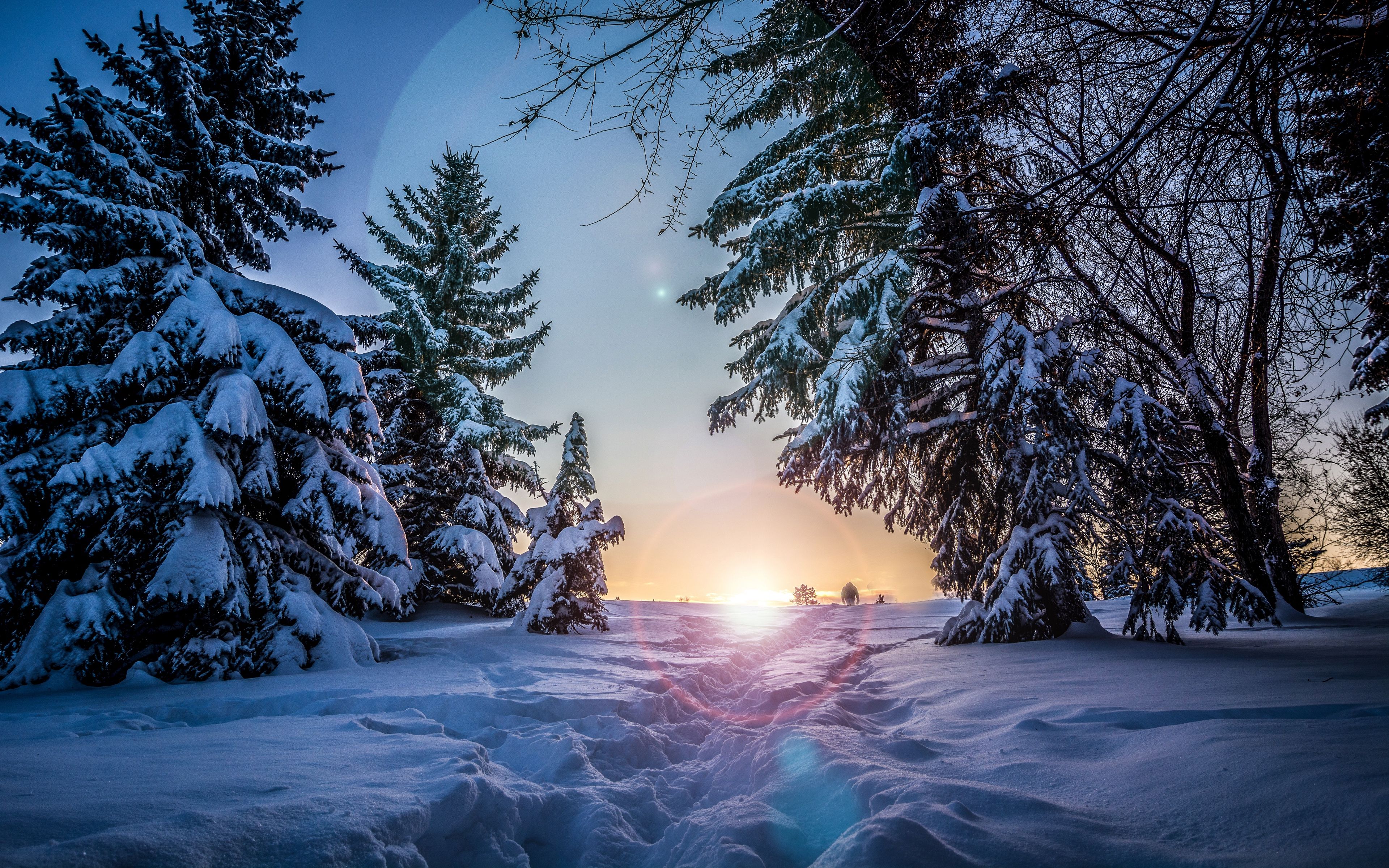 Footprints in the snow in a snowy forest at sunrise wallpaper and image, picture, photo