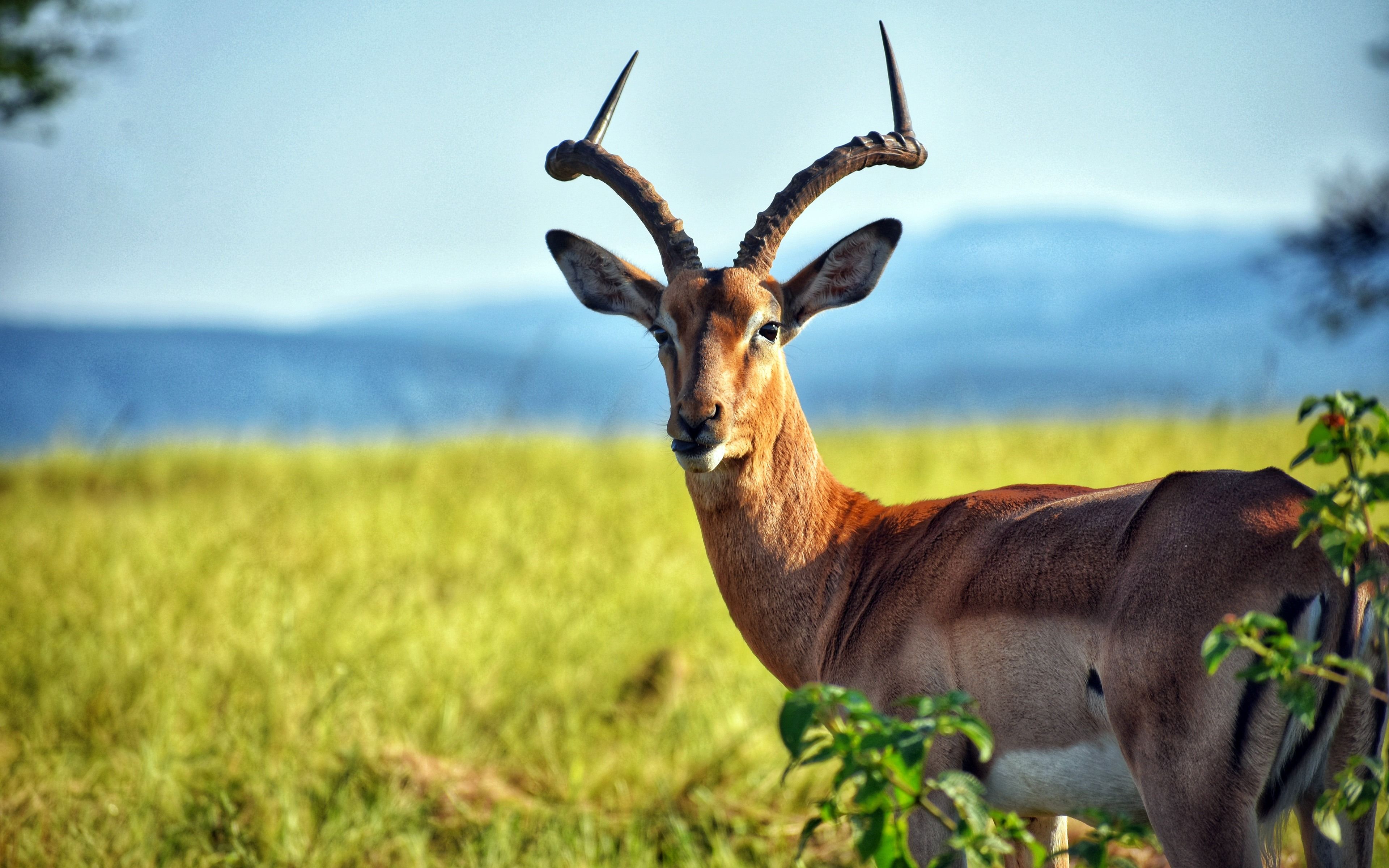 Impala Antelope Wallpapers Wallpaper Cave