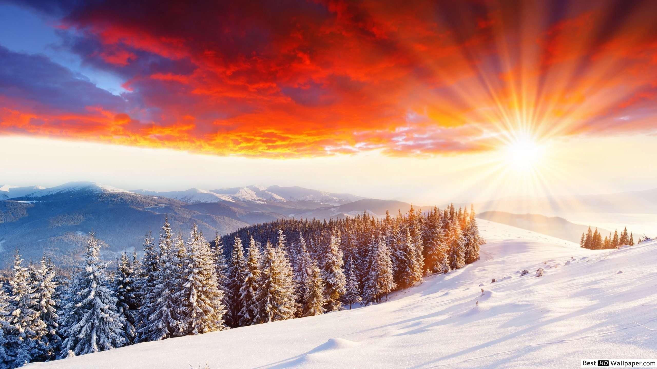 Sunrise in winter forest HD wallpaper download