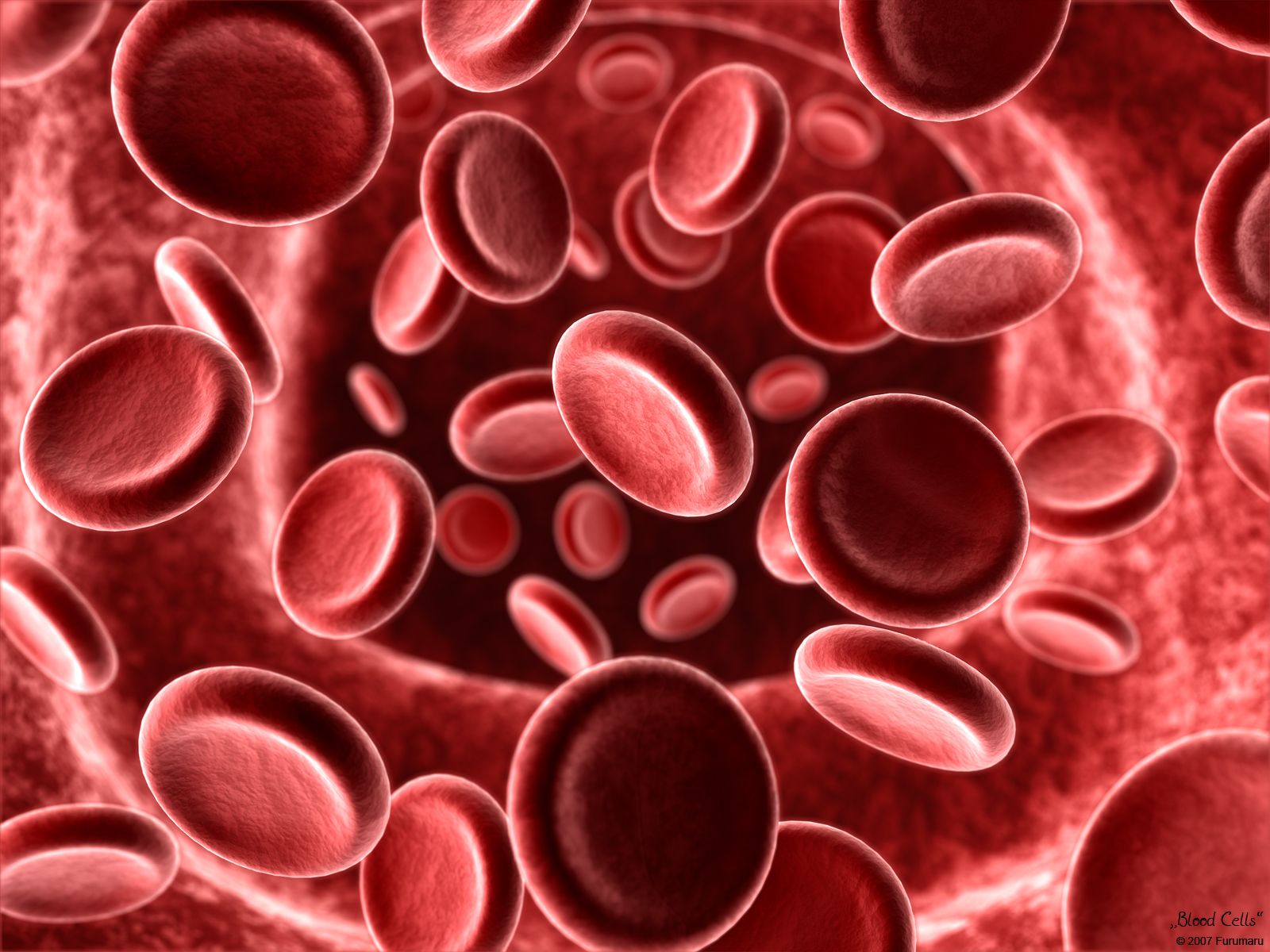 Red Blood Cells Wallpaper