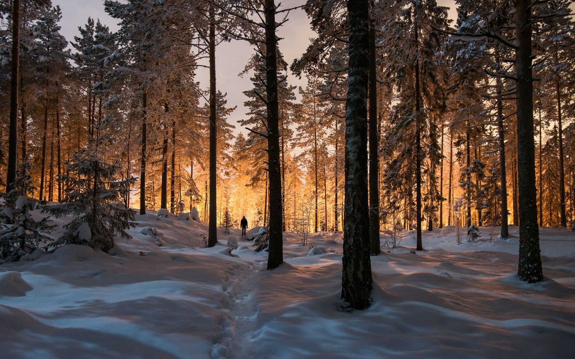 Winter Forest Background For Desktop