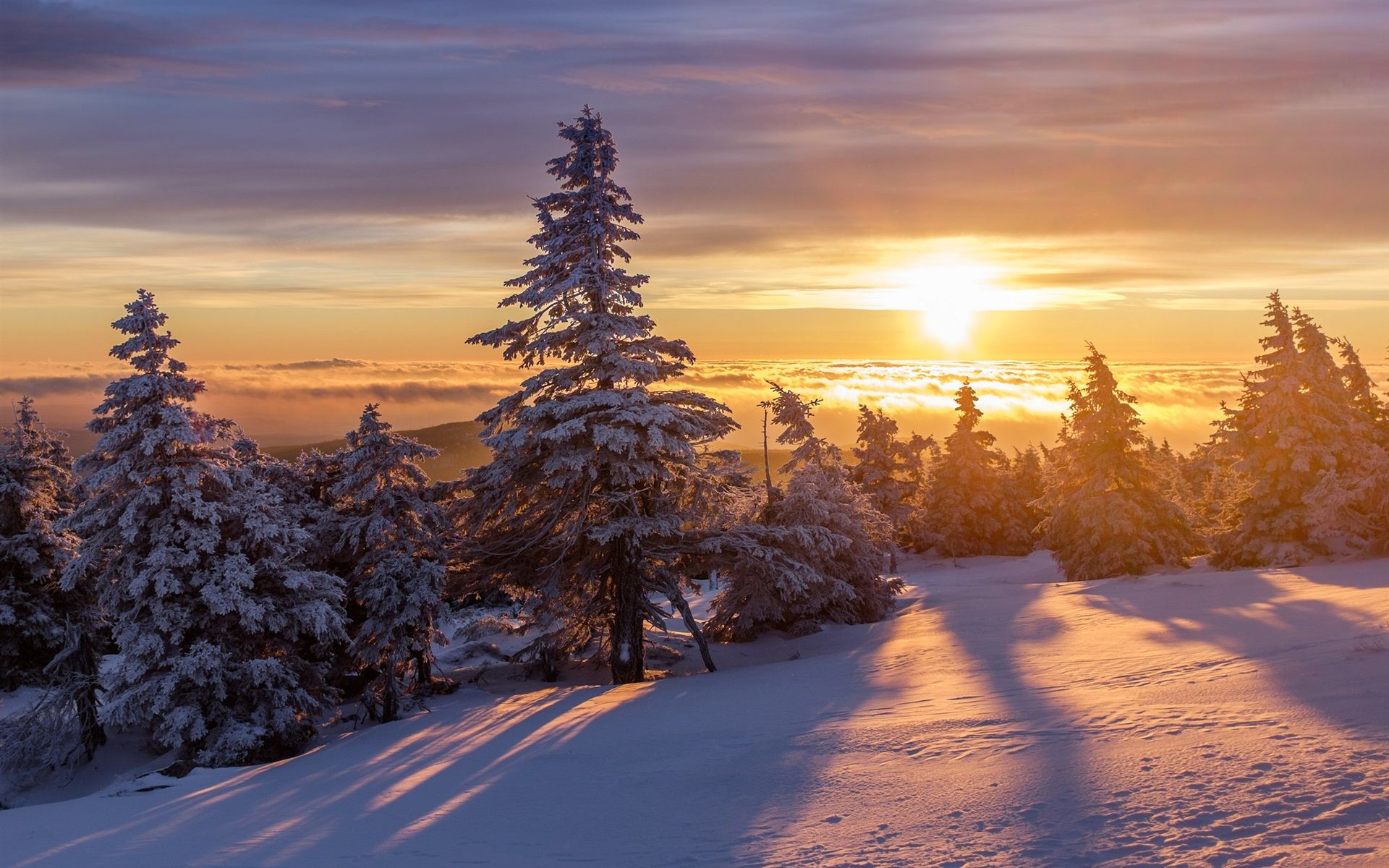 Wallpaper Winter, thick snow, forest, trees, sunrise, morning 1920x1200 HD Picture, Image