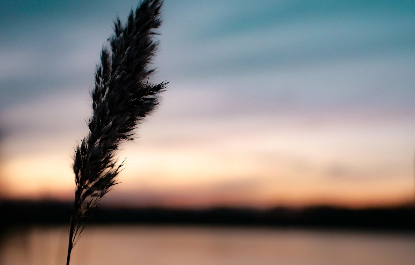 Wallpaper Dark, Twilight, Sky, Close Up, Nature, Sunset, Landscapes, Macro, Evening, Blur, Dusk, Plant, Beautiful Sunset, HD Background, Spikelet Image For Desktop, Section макро