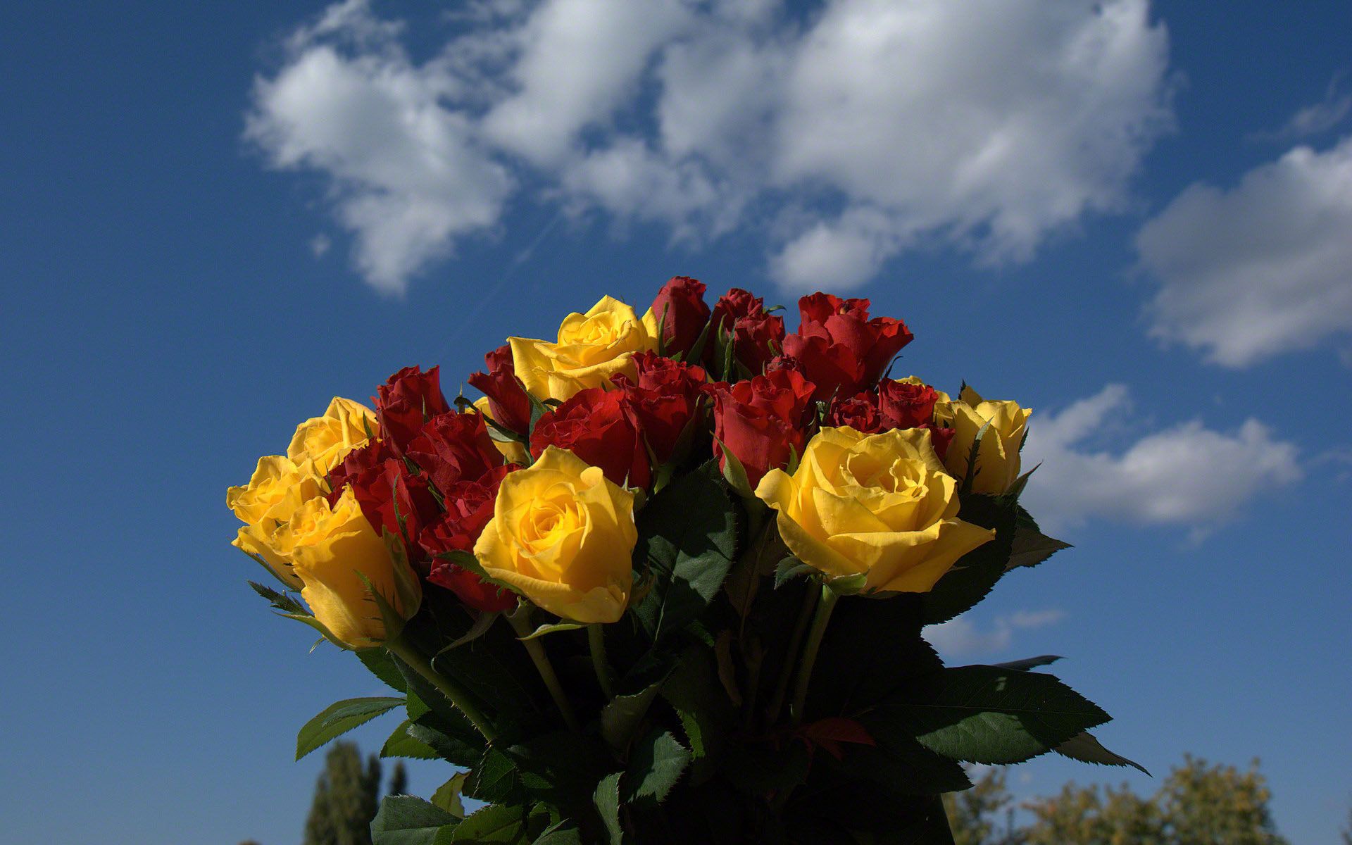 Red And Yellow Roses Bouquet HD wallpaper