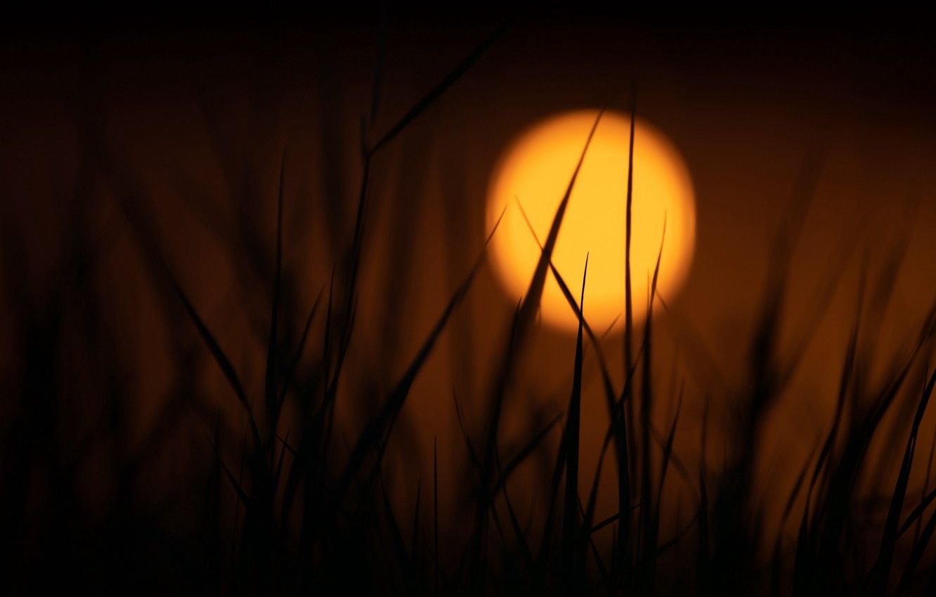 Wallpaper widescreen, dark, twilight, nature, sunset, sun, blur, dusk, tall grass, 2k HD background image for desktop, section природа