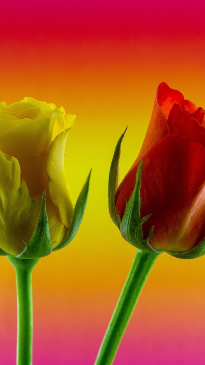 Gradient, yellow red roses, flowers, 720x1280 wallpaper. Red roses, Yellow flowers, Flowers