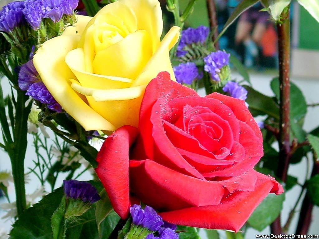 Big Yellow And Red Roses HD Wallpaper