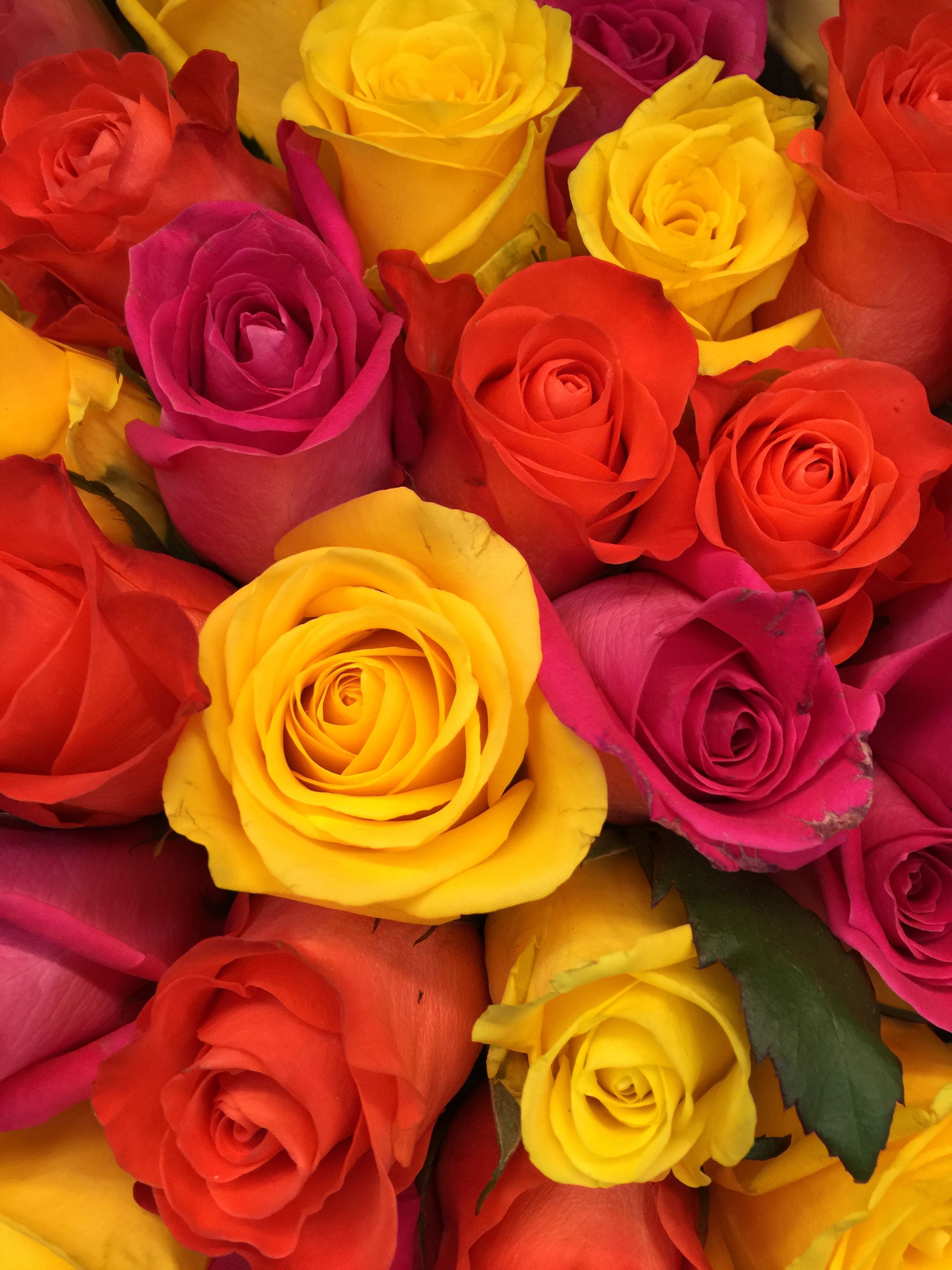 Red And Yellow Rose Wallpaper Download