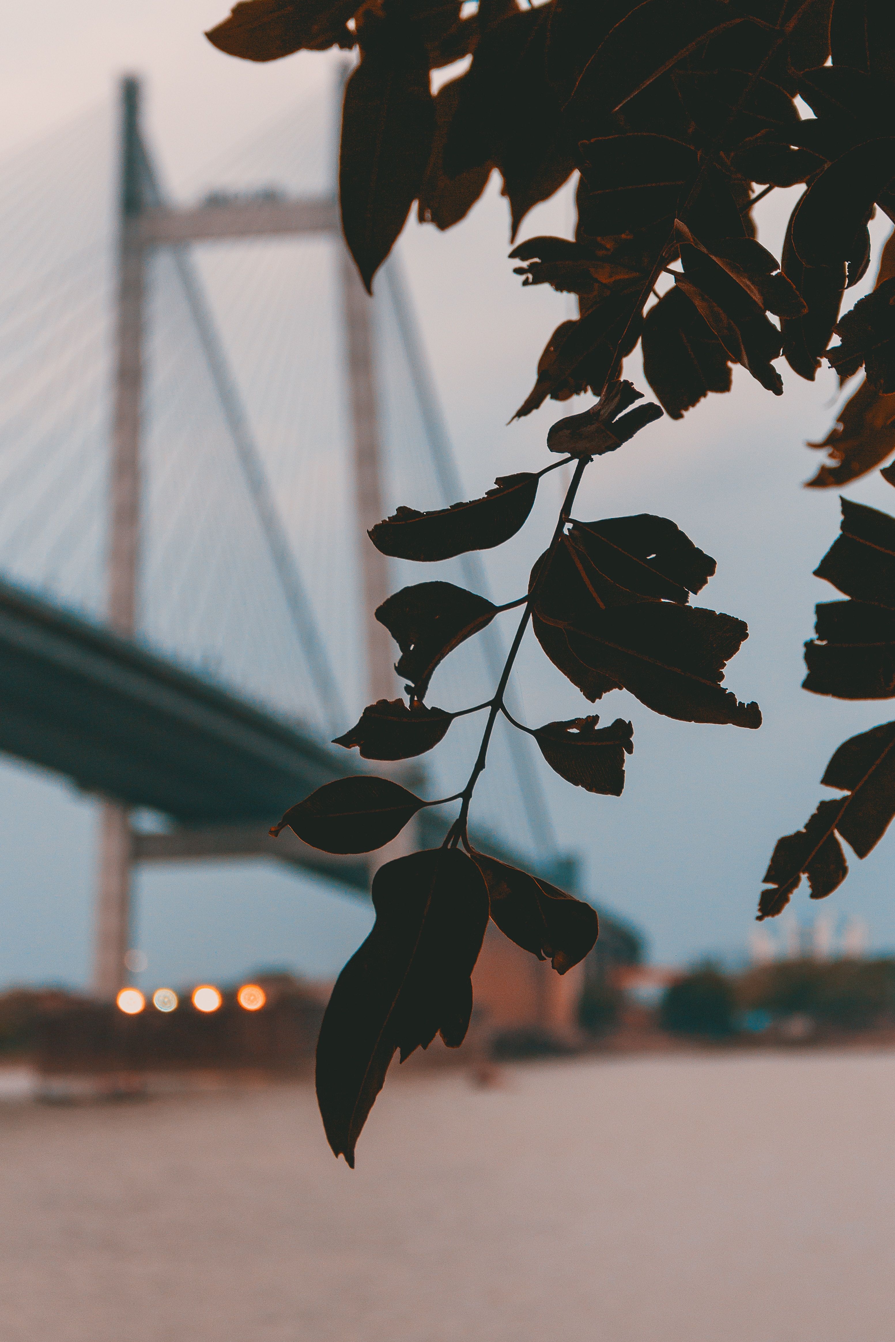 Download wallpaper 3106x4659 branch, leaves, bridge, blur, twilight HD background
