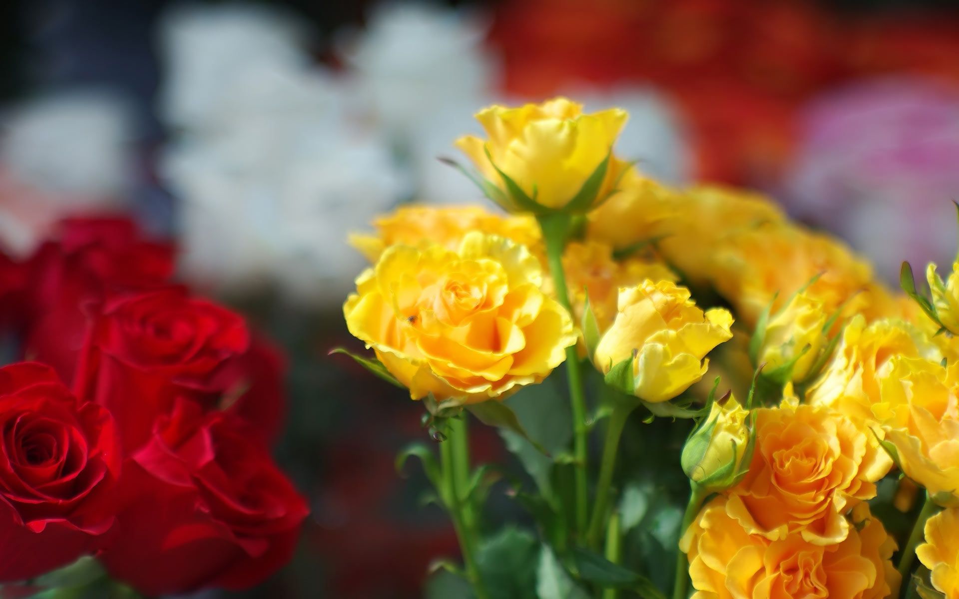 Red and Yellow Roses HD wallpaper