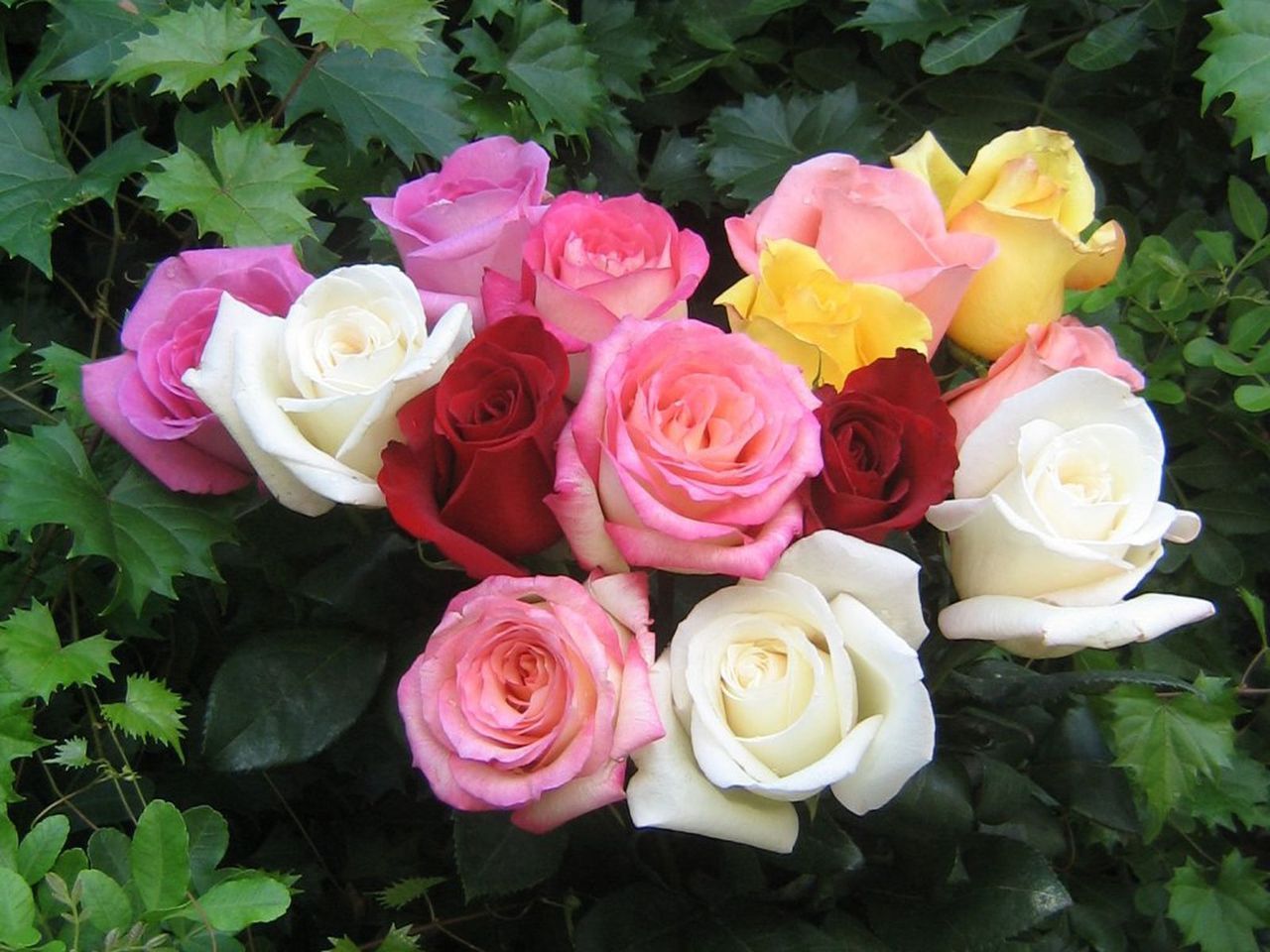 Red Pink Yellow White Roses